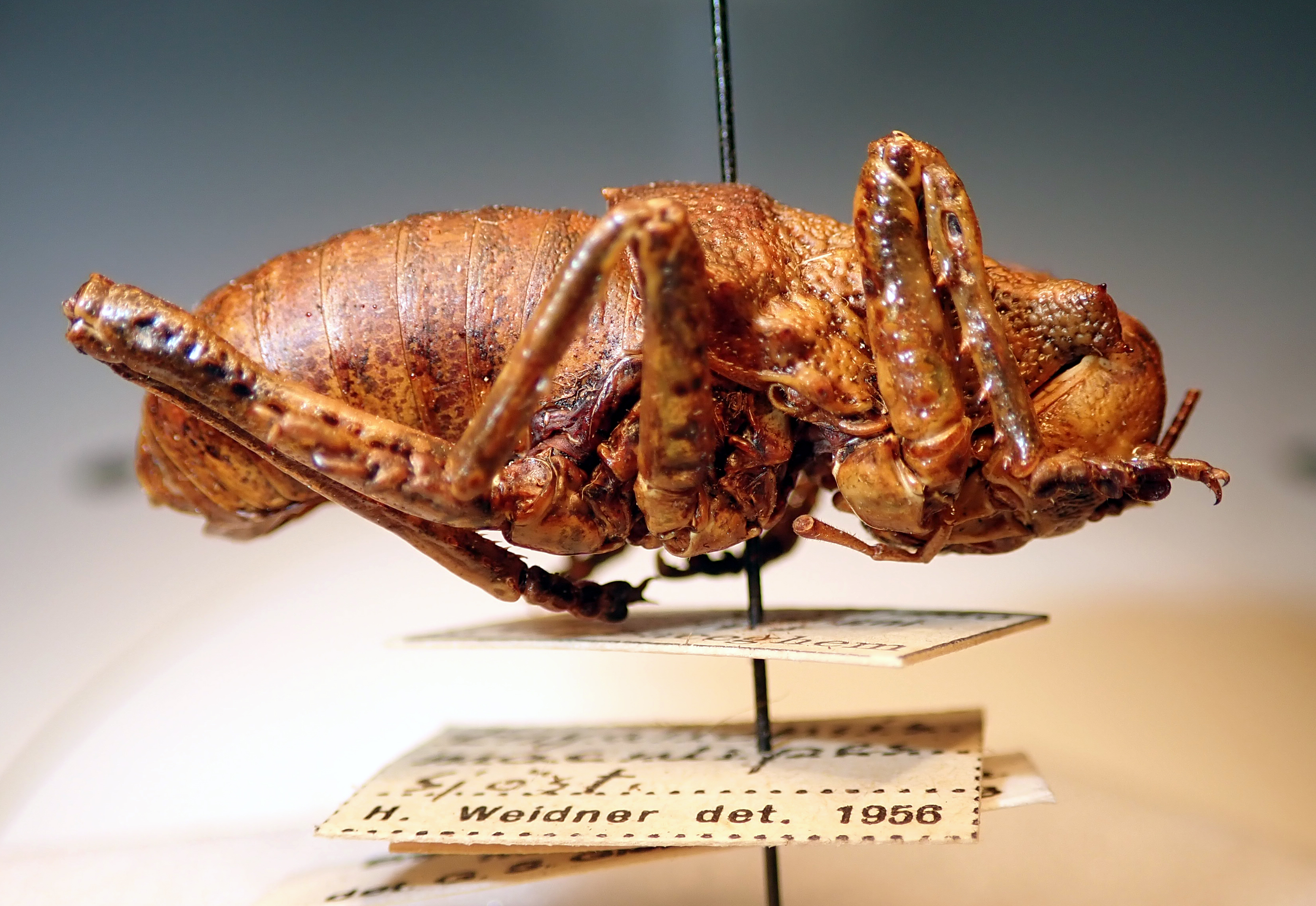 CollectionObject 2067274; 58a20076-f1ff-4d3f-ba56-56f589316c9e: lateral view, male (paratype). (CollectionObject).