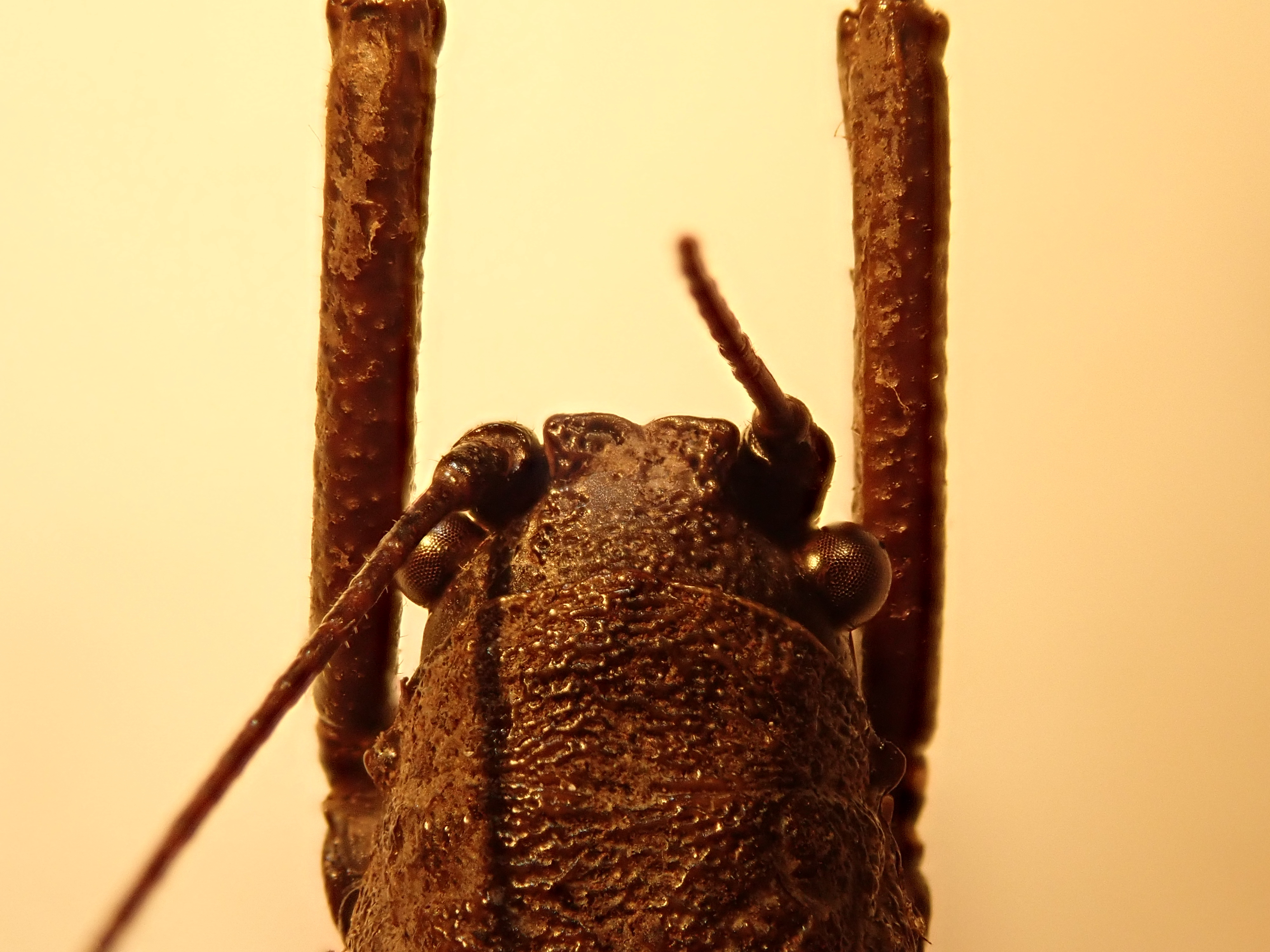 CollectionObject 1589806; e31e9070-d518-48b1-9e7f-e45c7936428a: fastigium, male (holotype). (CollectionObject).