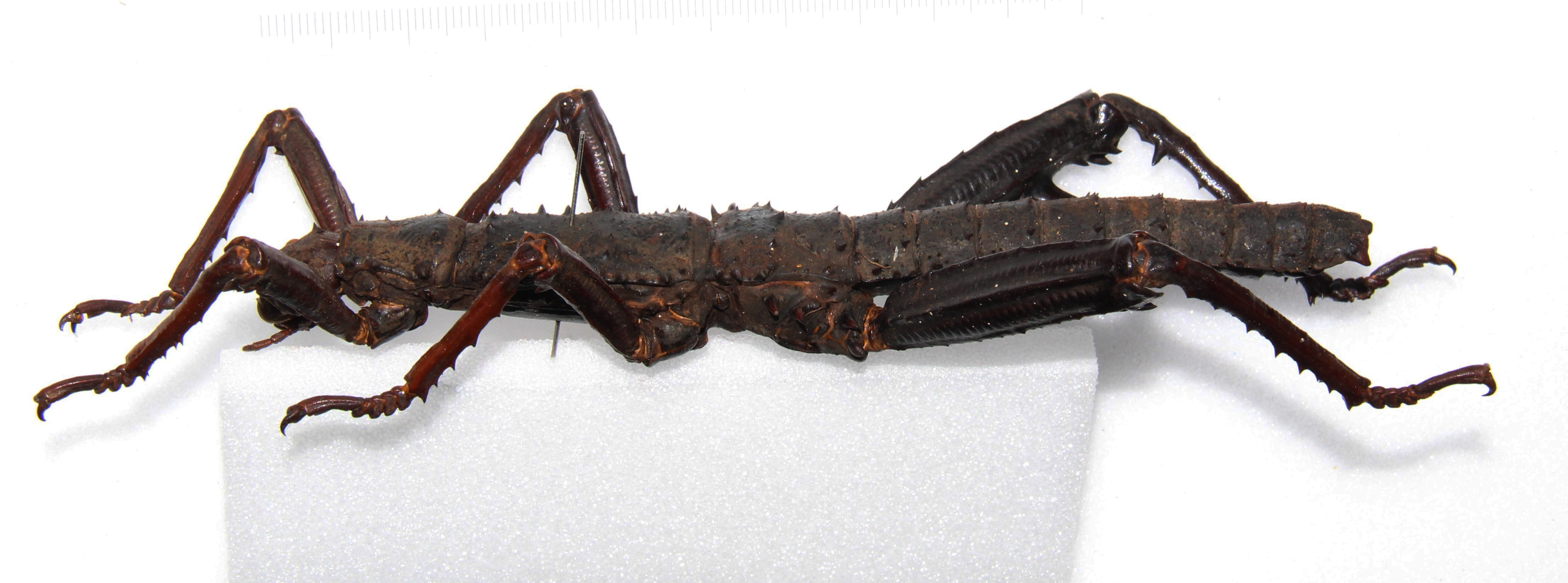 Eurycantha portentosa Kirby, 1904: copyright OUMNH, photo by John Tennent. male, lateral view of Eurycantha portentosa. (Otu).