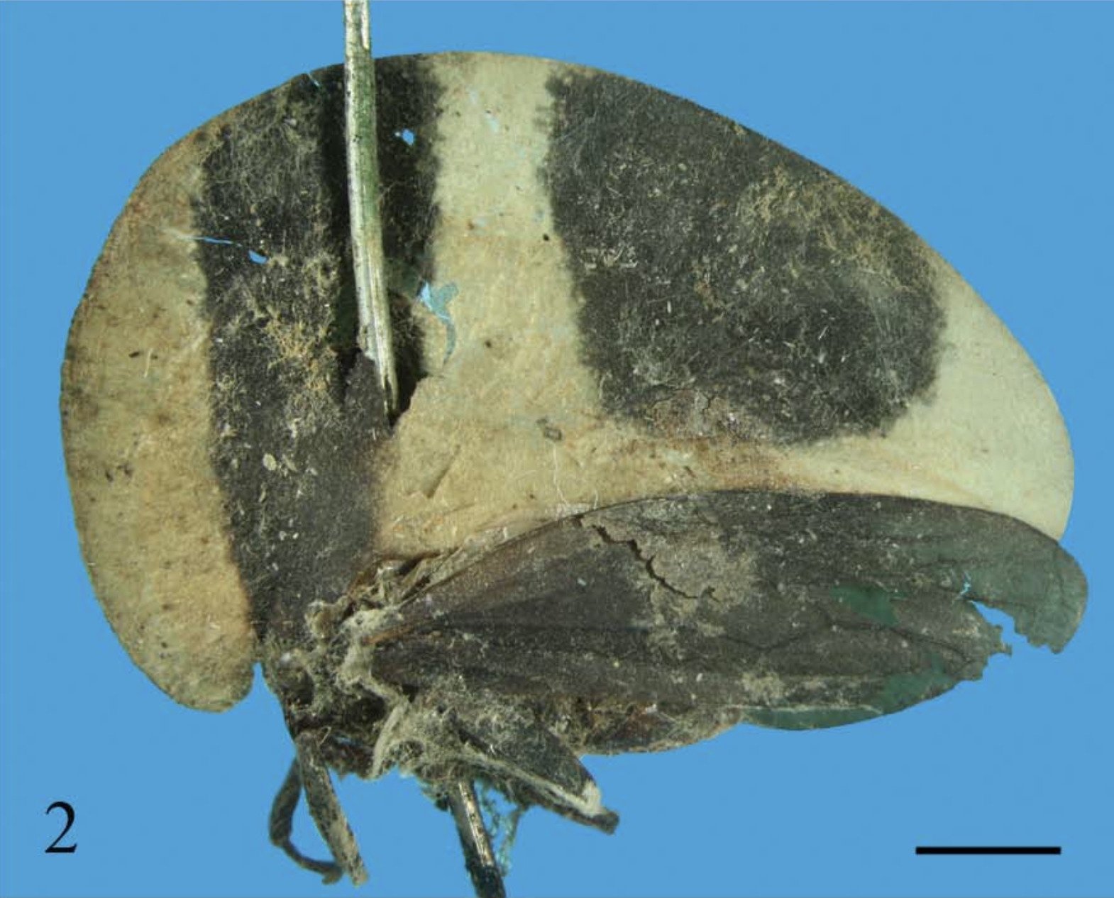 Habitus, lateral view: (Observation).
