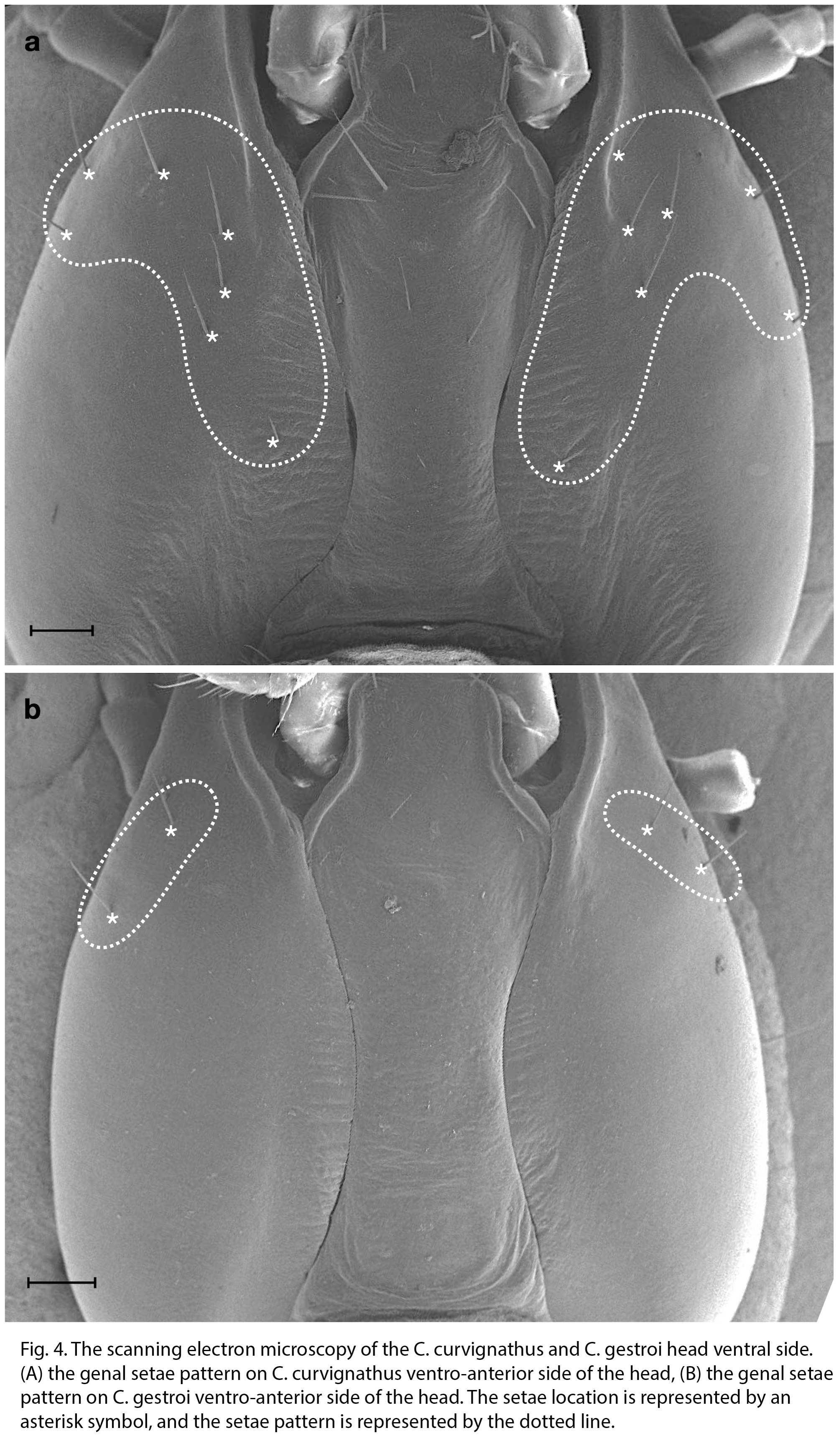 Coptotermes gestroi (Wasmann, 1896): (Otu).