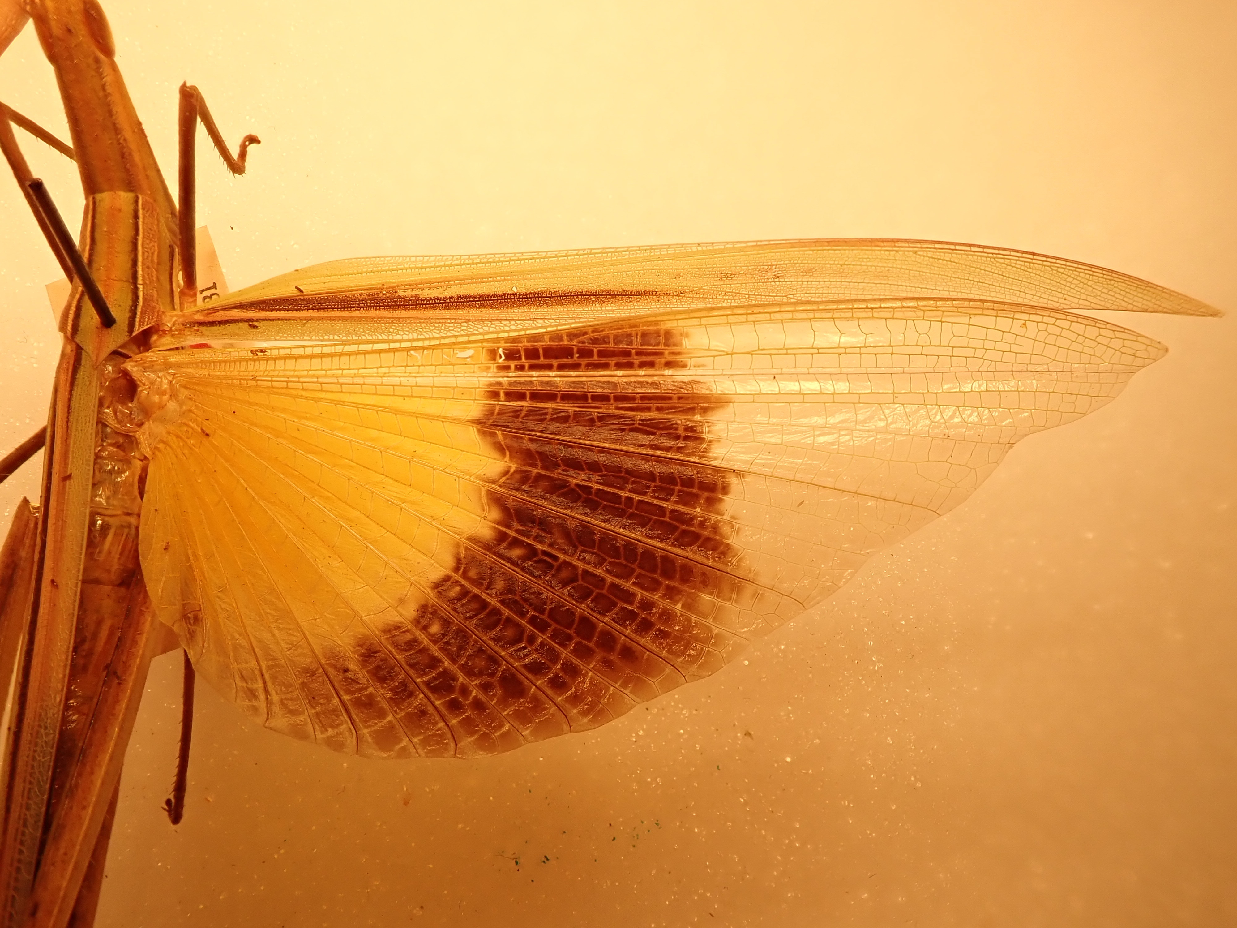 CollectionObject 1519053; 7119764b-b0b6-4c13-a991-239f8e1dac26: female (holotype). (CollectionObject).