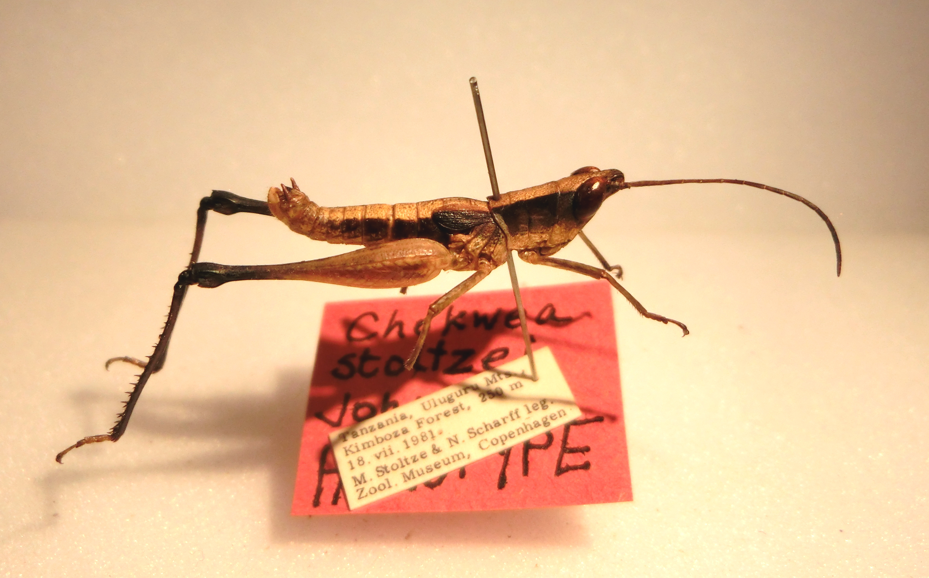CollectionObject 1504976; 66cce30d-c330-4b62-b10c-4dfde2d014cd: lateral view, male (holotype). (CollectionObject).