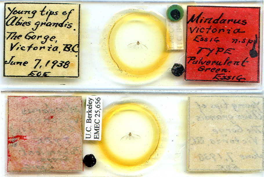 CollectionObject 2067838; 077de290-141d-4817-a0c5-07711082a392, EMEC 25656: (CollectionObject).