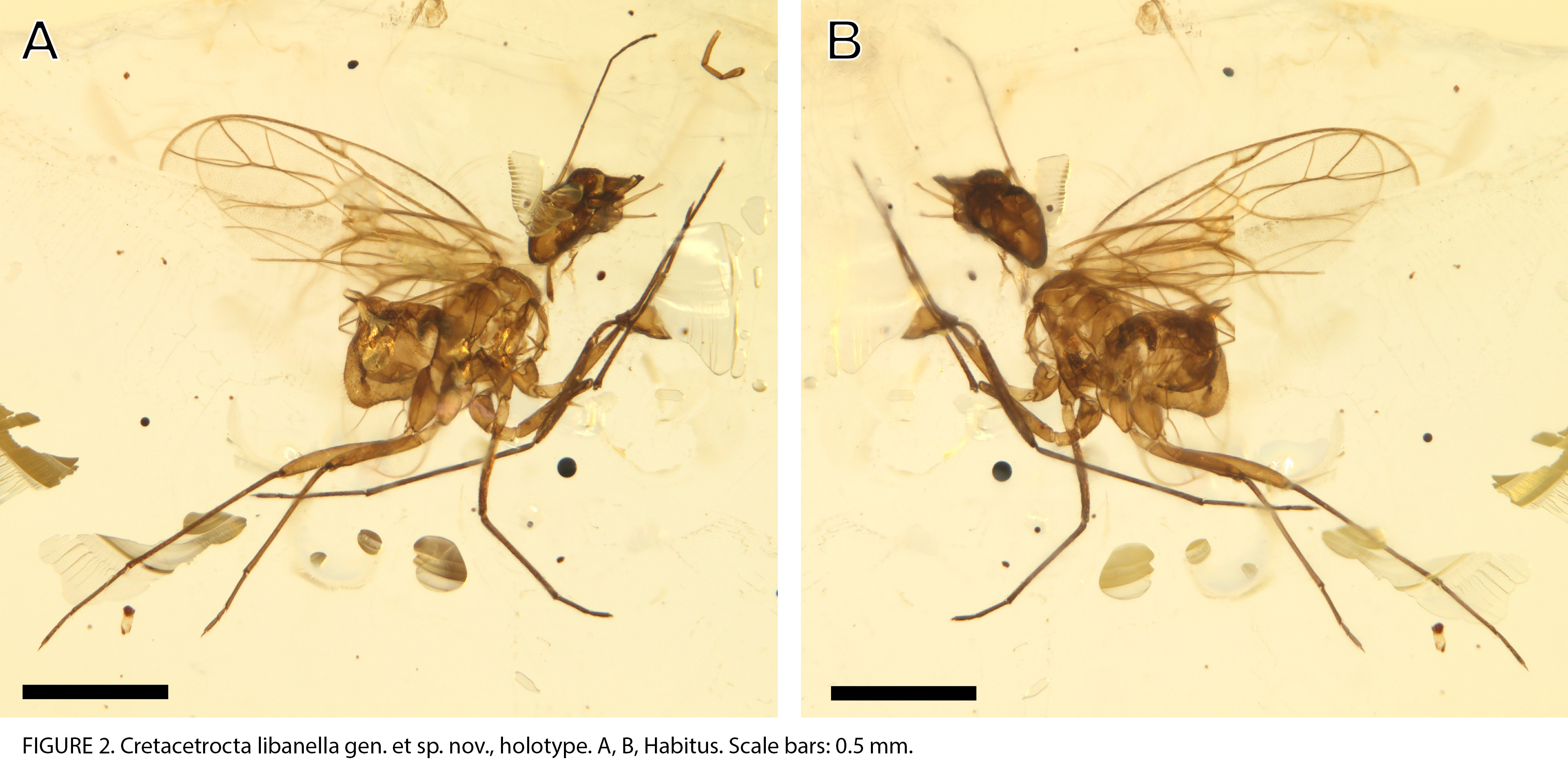 Cretacetrocta libanella Hakim & Azar, 2024: (Otu).