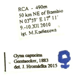 Gyna capucina Gerstaecker, 1883: (Otu).