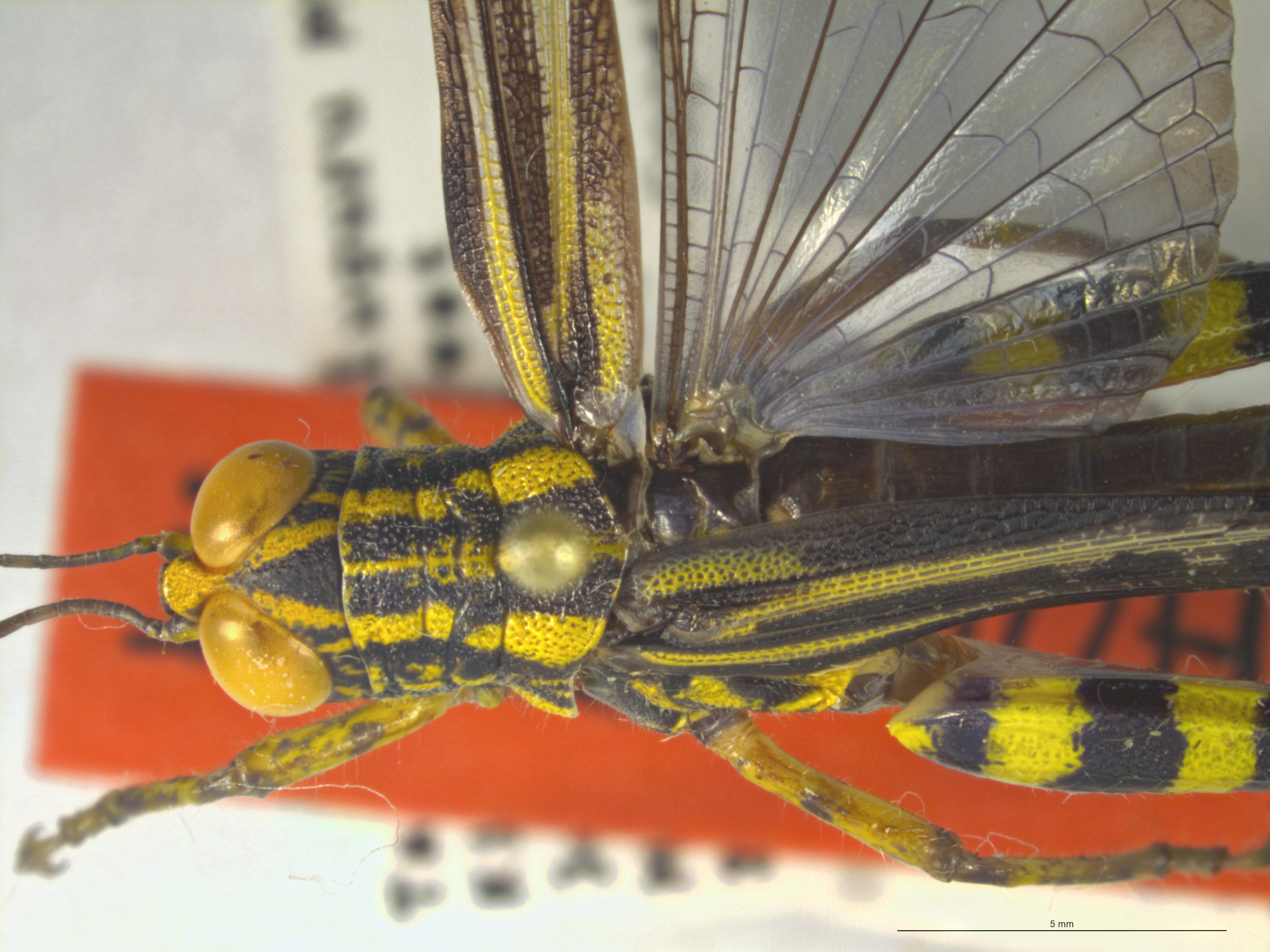 CollectionObject 1504982; e7e26f69-517a-4f1b-b15b-e9be707eee69: (CollectionObject).