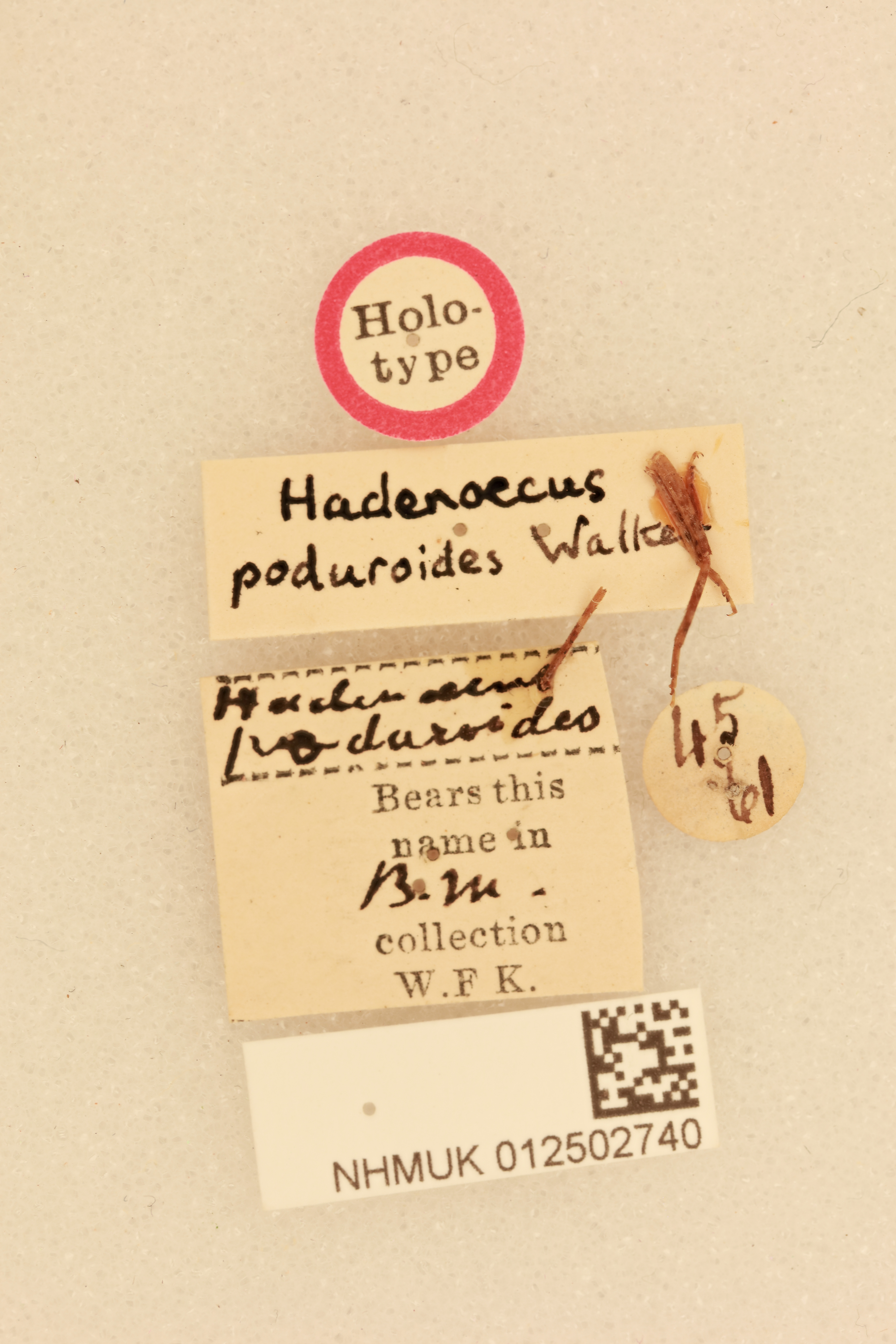 CollectionObject 1516704; 8ed45867-6a76-42fe-ac1f-bed2ac0bfbd8, NHMUK012502740: labels (holotype). (CollectionObject).