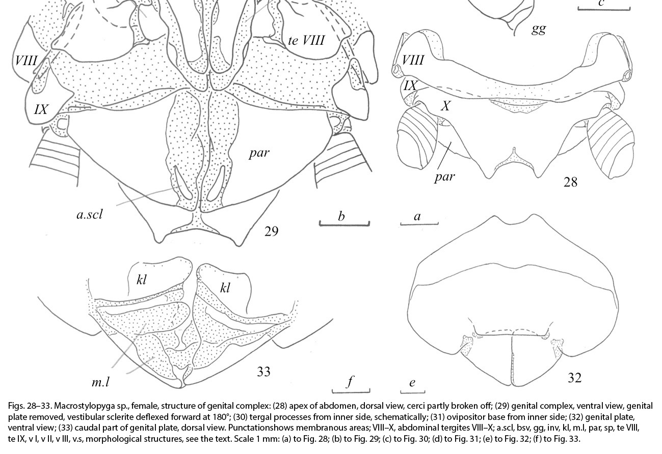 Macrostylopyga Anisyutkin, Anichkin & Thinh, 2013: (Otu).