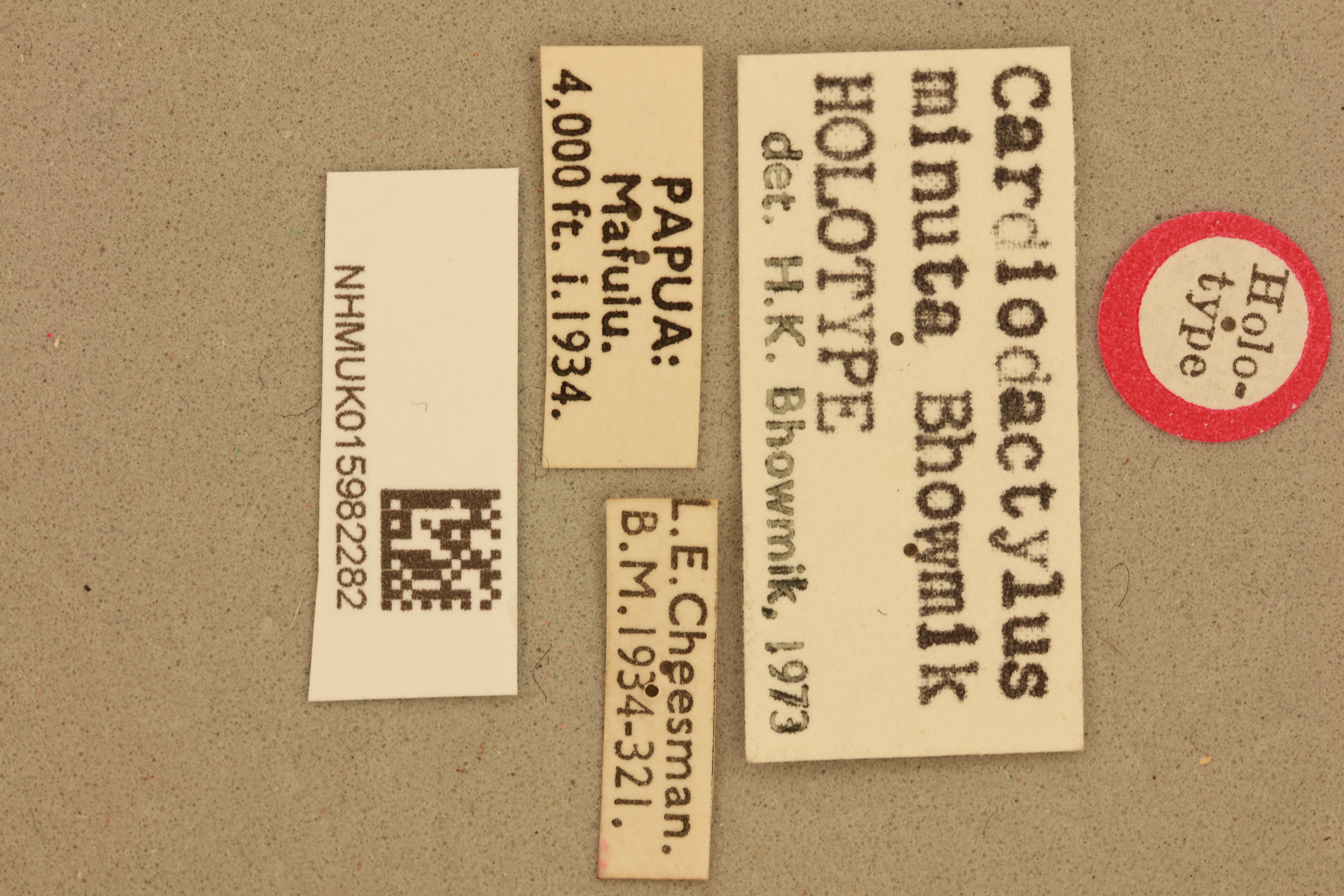 CollectionObject 1517827; 0525261d-3e99-4682-8373-8535b42006bb, NHMUK015982282: Cardiodactylus minuta Bhowmik, 1982 (Holotype). (CollectionObject).