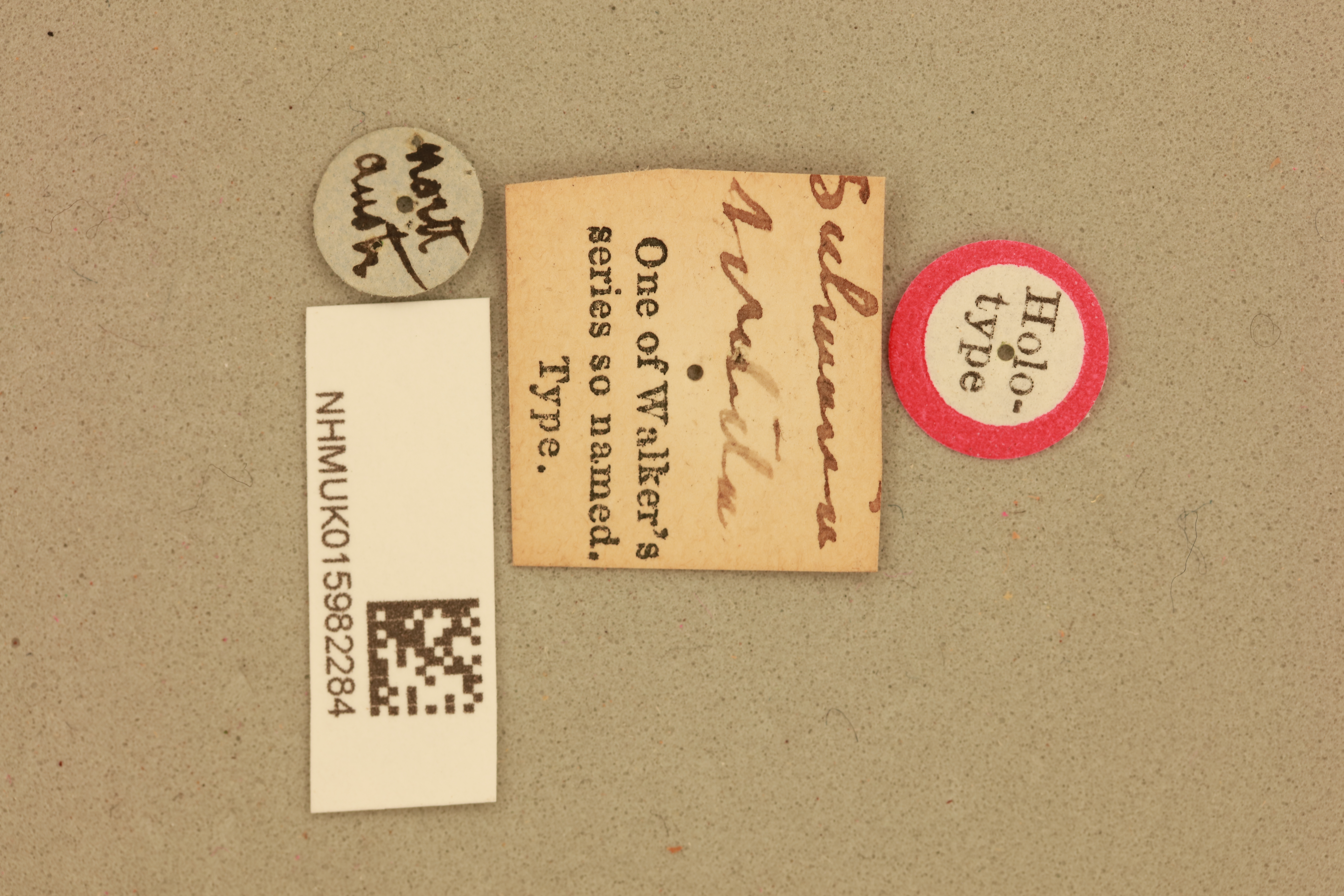CollectionObject 1517825; 2f1db409-5945-451c-b4b2-da100ca09beb, NHMUK015982284: labels (holotype). (CollectionObject).