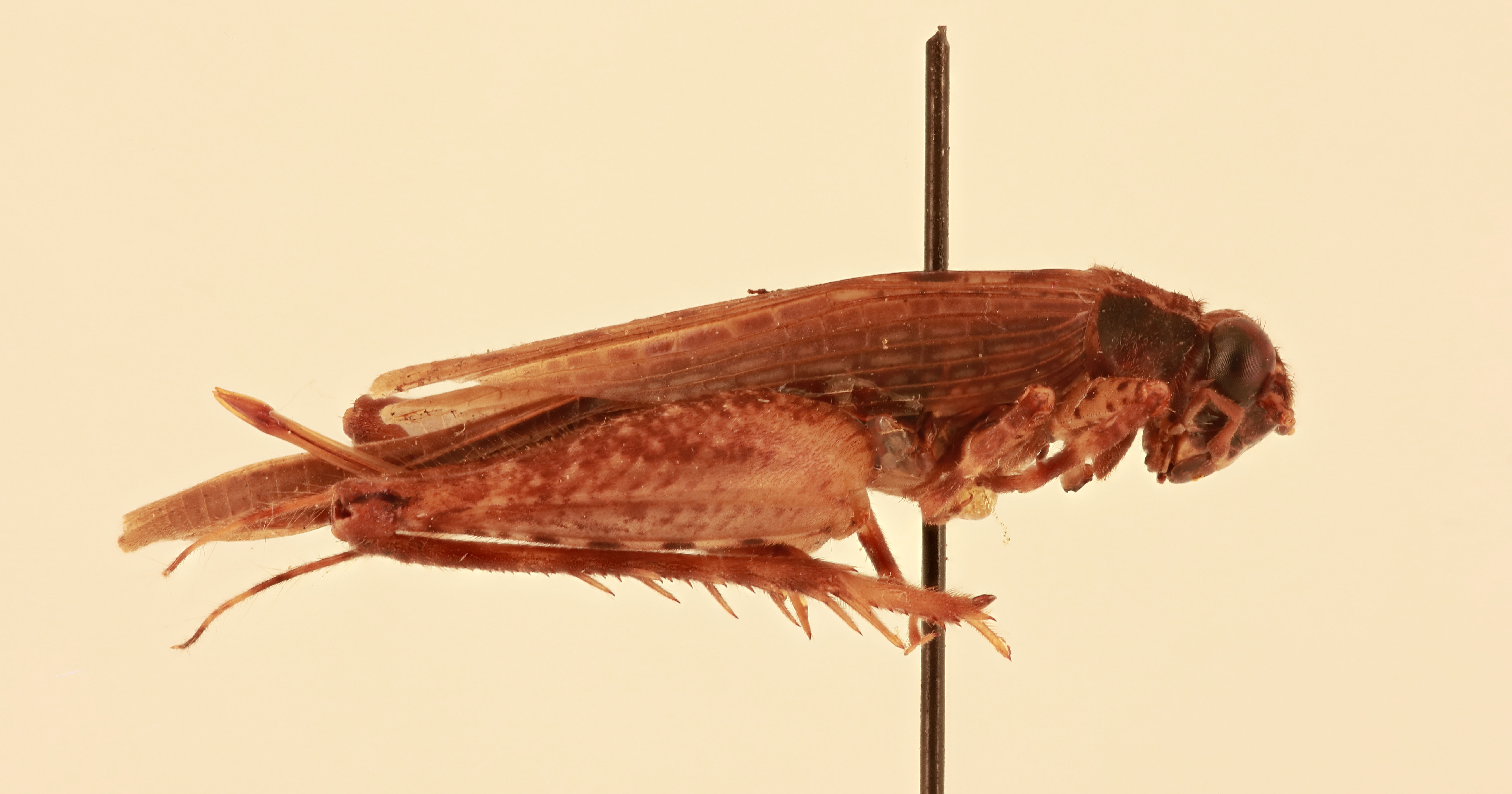 CollectionObject 2070485; 9b51efd6-392a-44c1-87fa-3b0f9d3847ff, NHMUK015982229: female, lateral view (paralectotype). (CollectionObject).