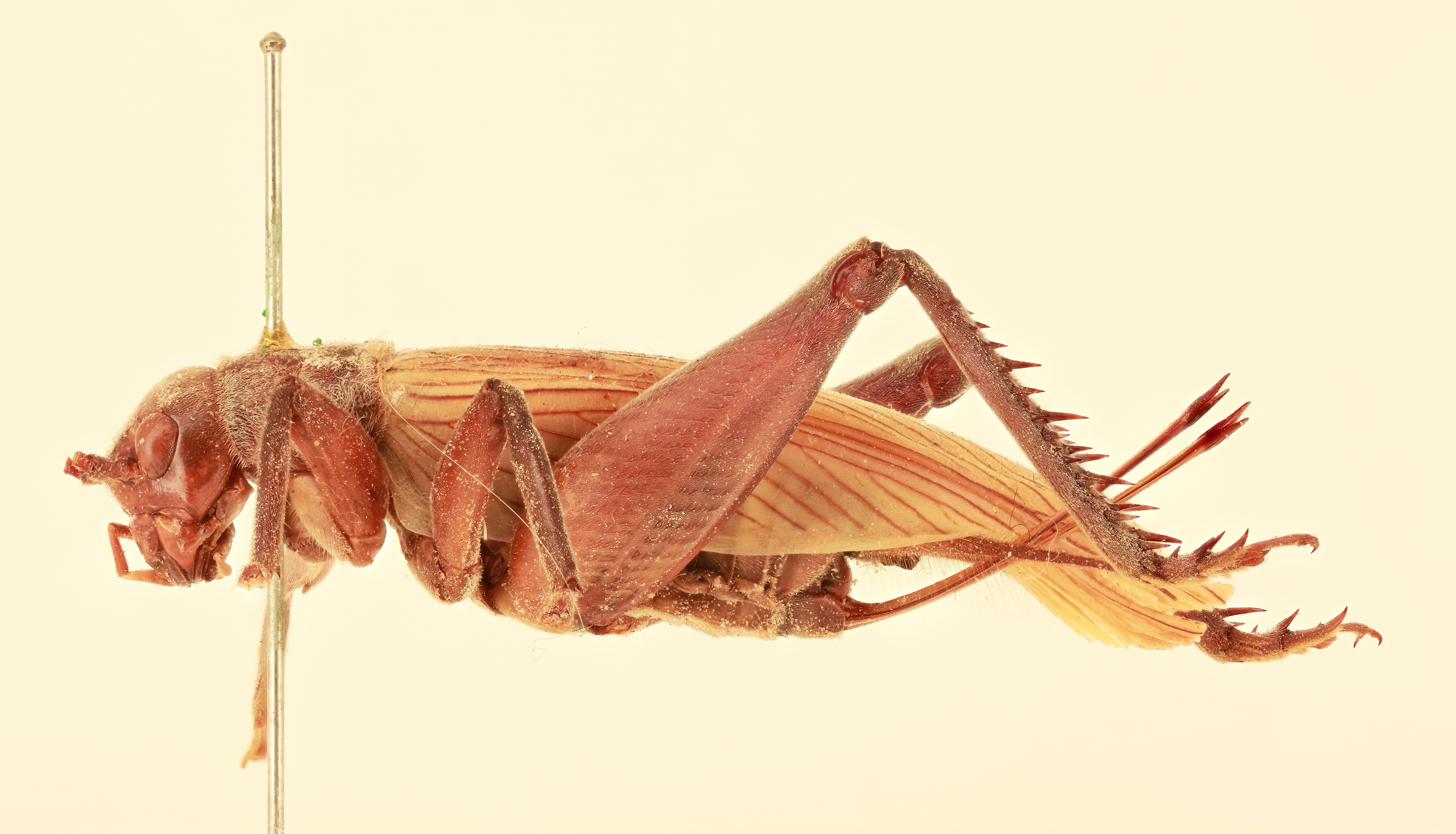 CollectionObject 1517814; 232f518b-1e20-46c0-b0a9-944c52390fde, NHMUK015982135: female, lateral view (holotype). (CollectionObject).