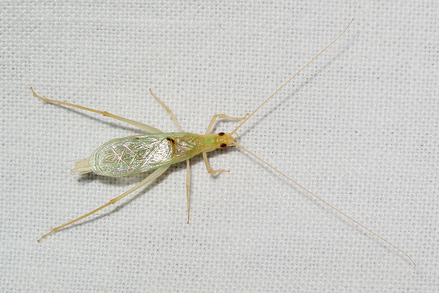Oecanthus chopardi Uvarov, 1957: Male specimen; Ayhaft, Socotra, 22 Feb. 2009. (Otu).