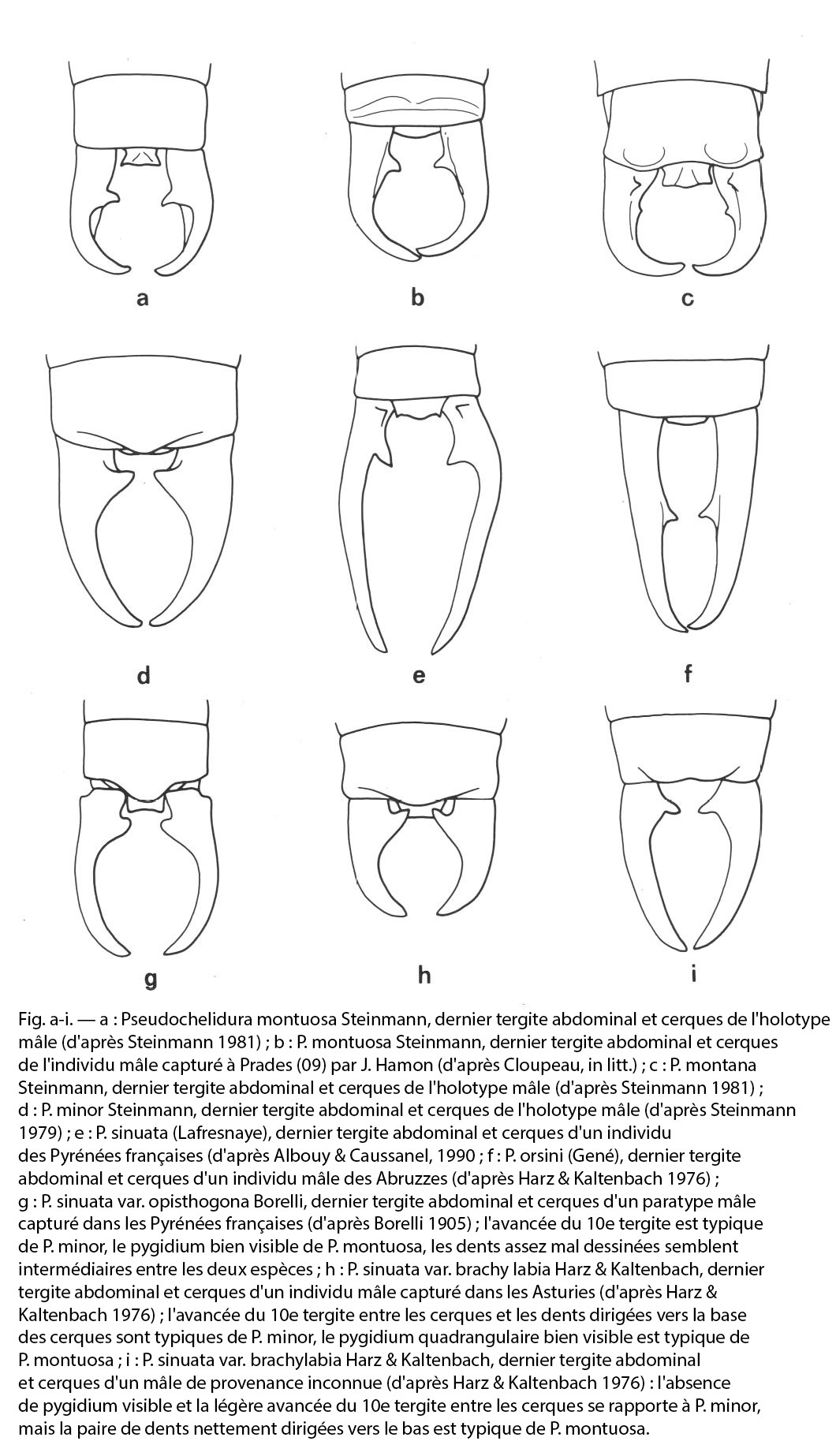 Forficula orsinii Gené, 1833: (Otu).