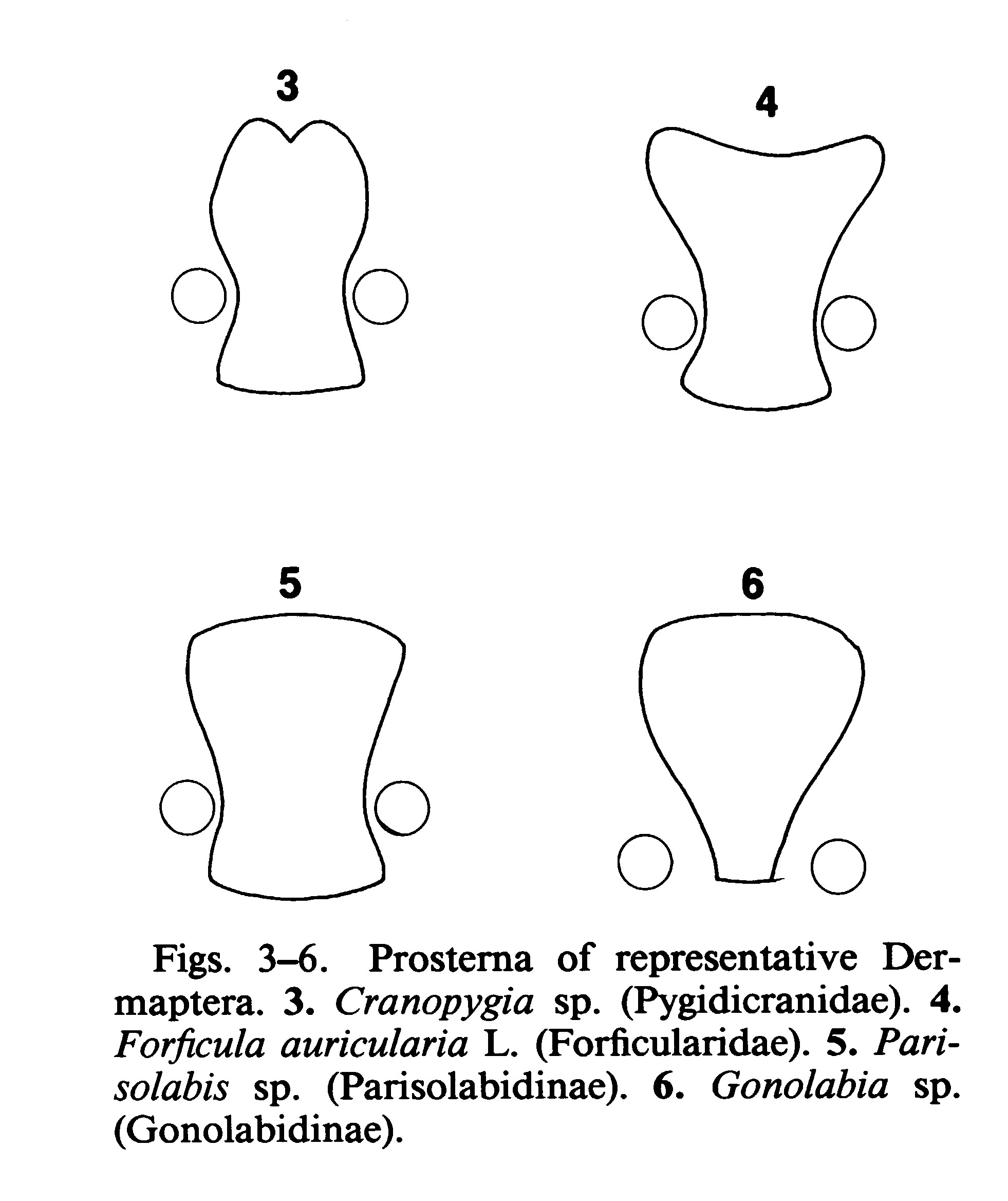 Cranopygia Burr, 1908: (Otu).