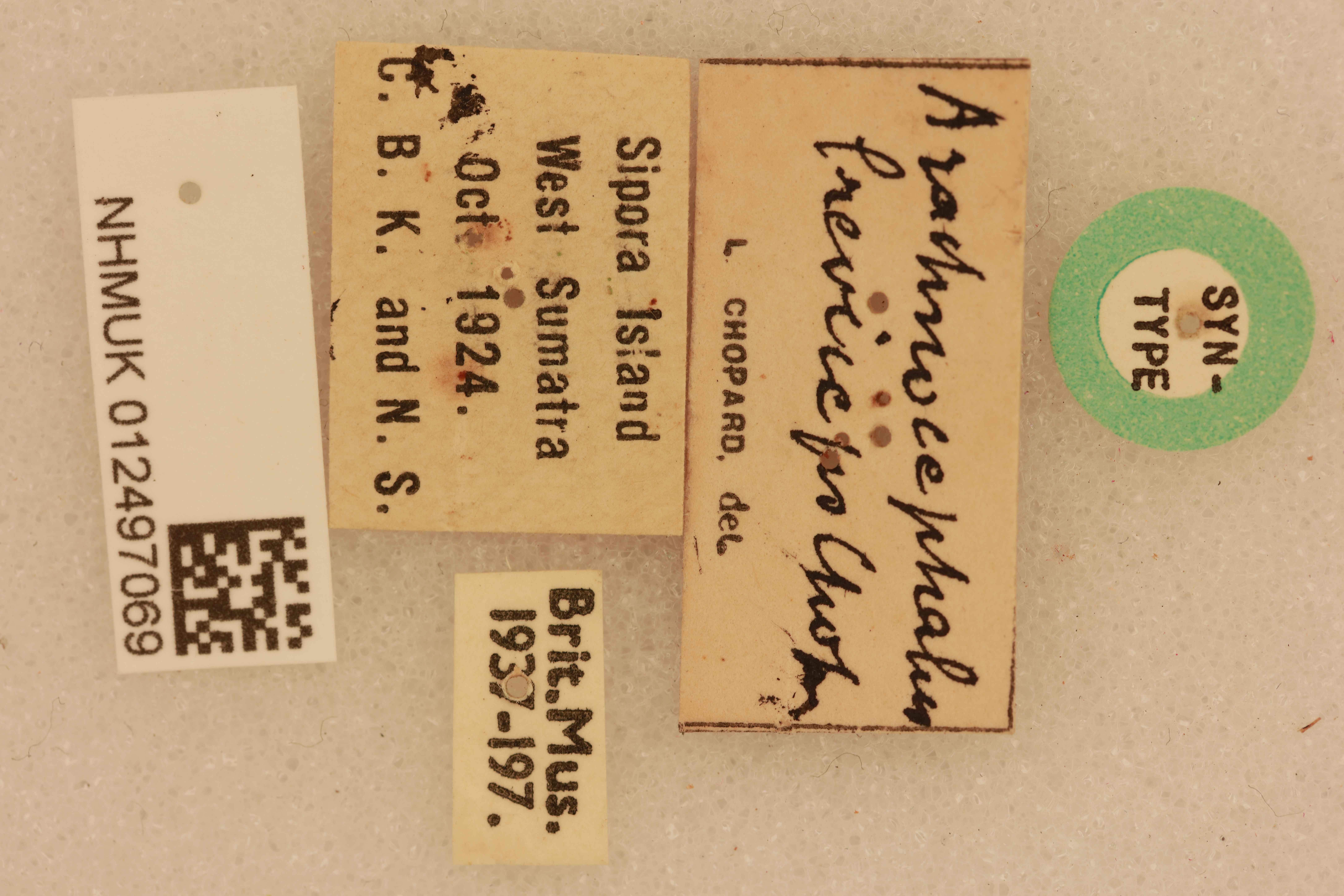 CollectionObject 1517595; c6506279-fb23-48be-9a78-ad4617158138: labels (syntype). (CollectionObject).