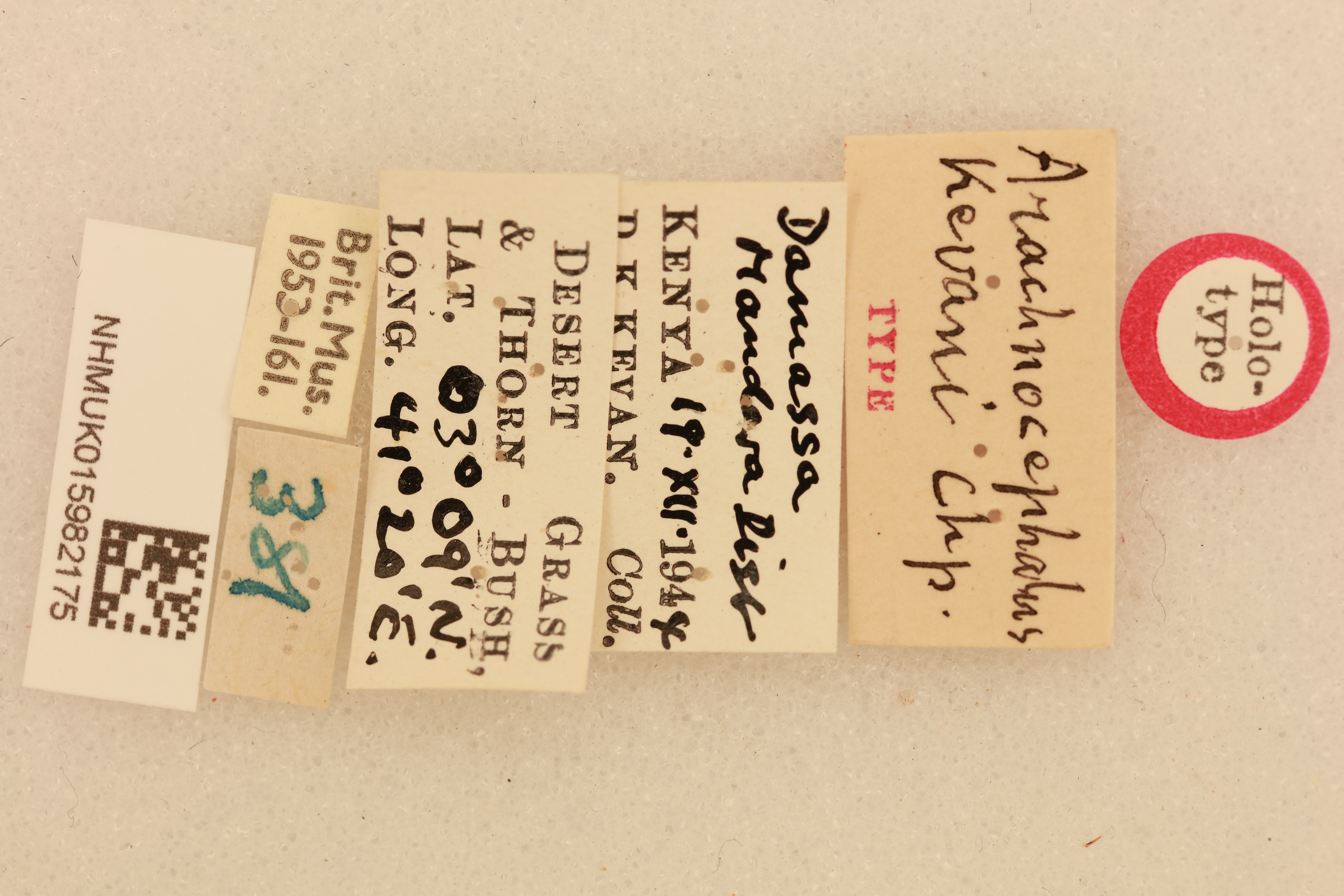 CollectionObject 1517596; cd1b8cb9-5261-4c2d-a0ef-a7539db45a01, NHMUK015982175: labels (holotype). (CollectionObject).