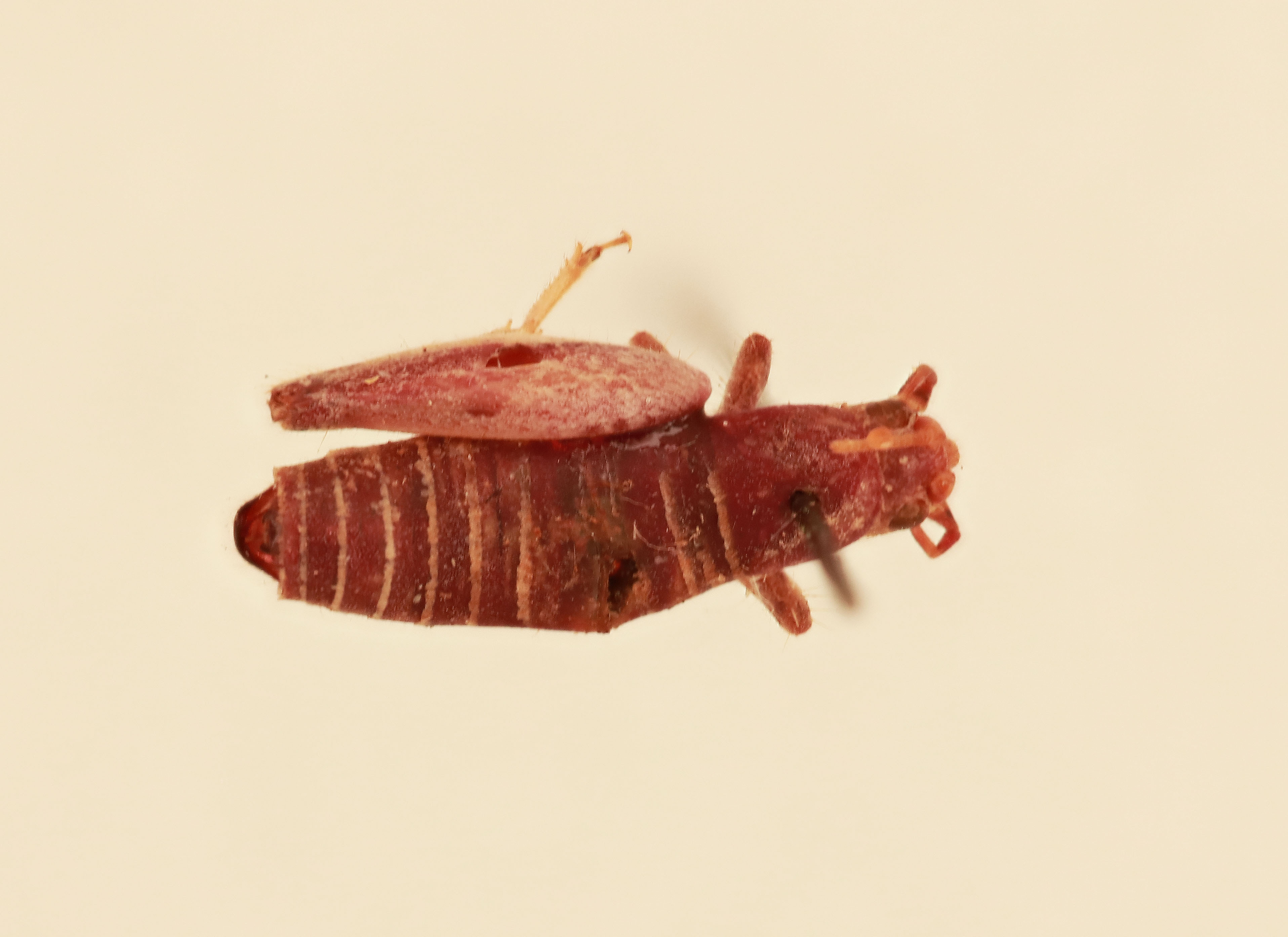 CollectionObject 1476302; d2c4e240-baba-4818-a37e-9dd548ae64d6, NHMUK015982194: male, dorsal view (holotype). (CollectionObject).