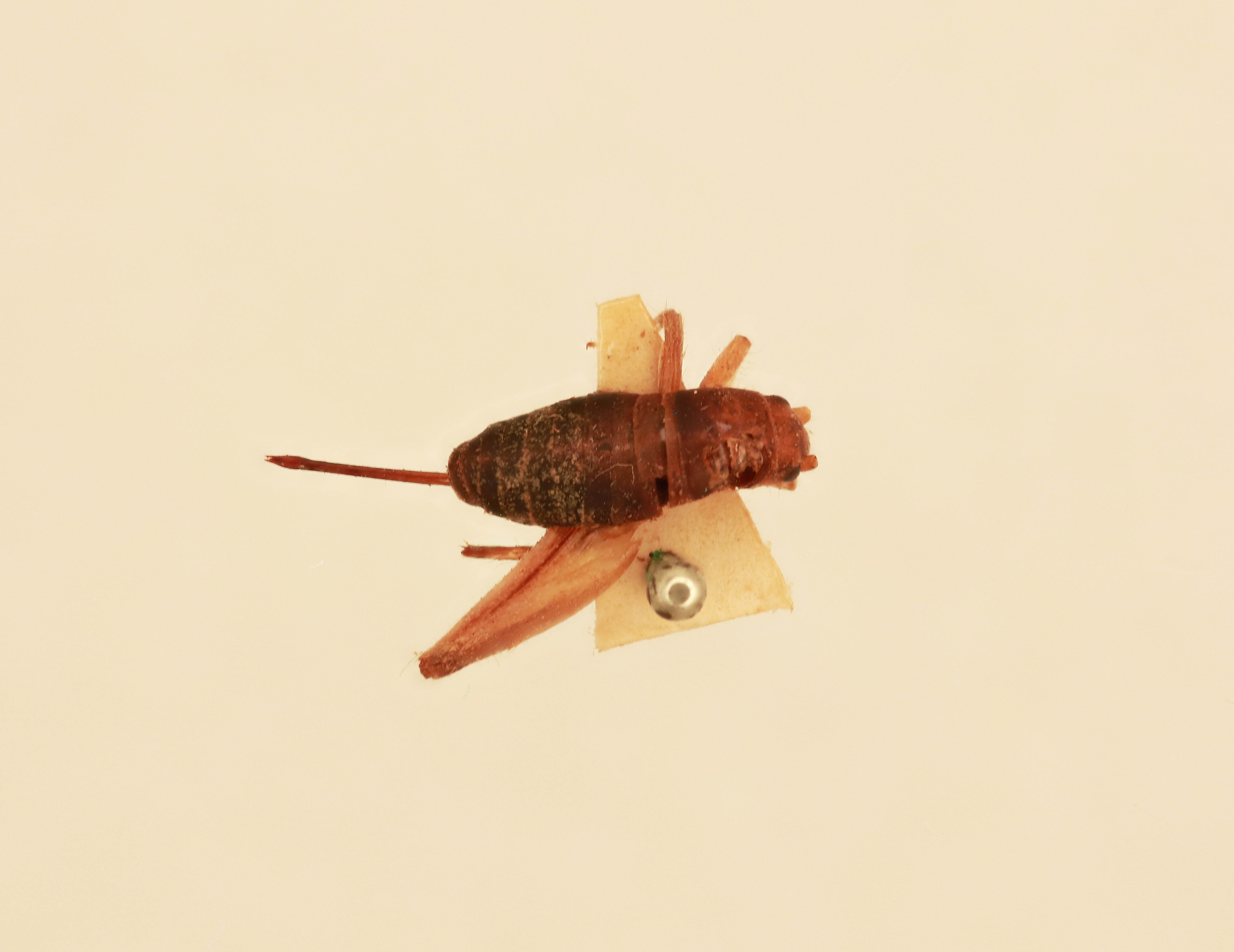 CollectionObject 1476300; 404e4a57-90b9-4fca-b406-c4962a5a818f: female, dorsal view (syntype). (CollectionObject).