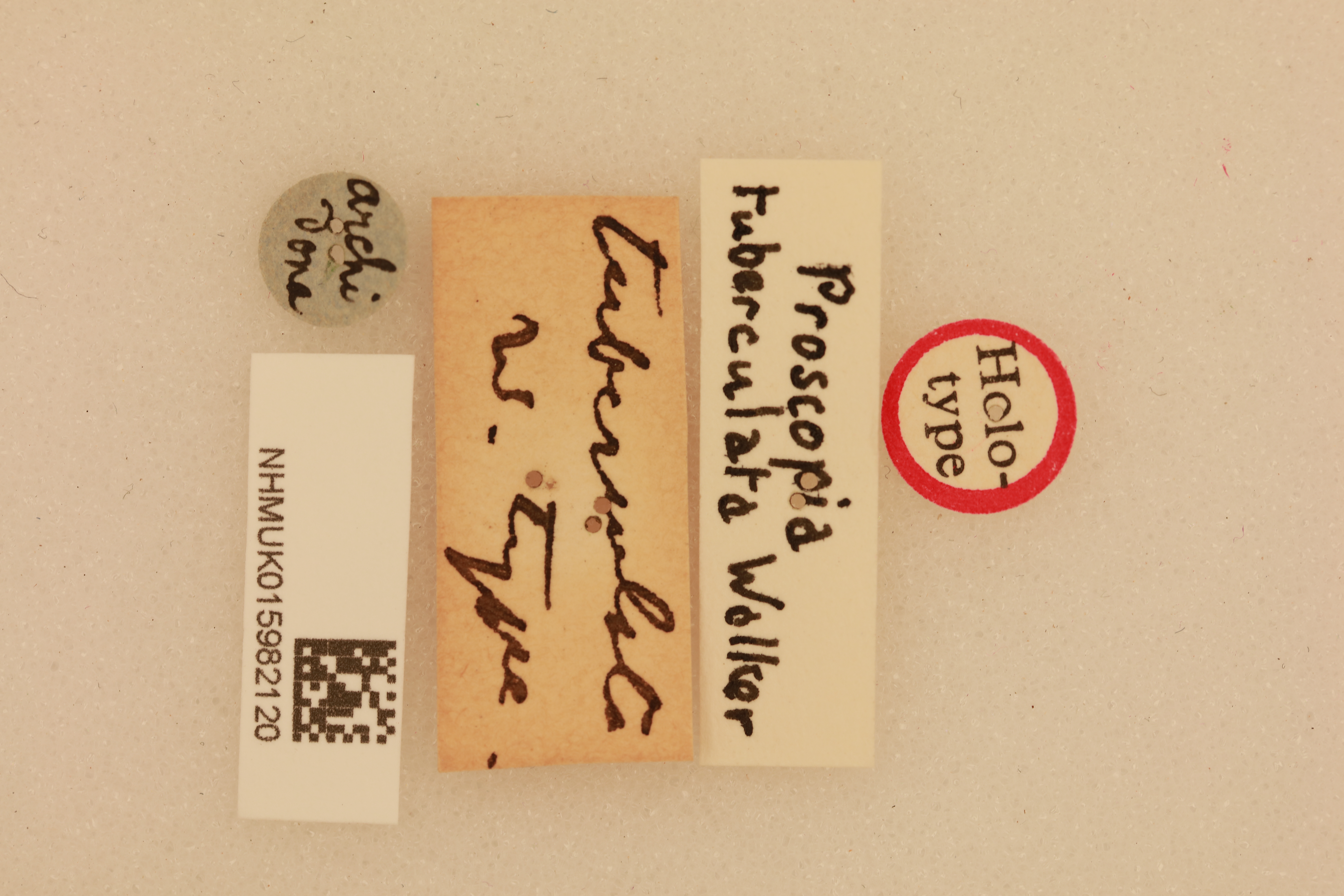CollectionObject 1518058; a0984a49-3f62-4ded-8737-b068e4c69680, NHMUK015982120: labels (holotype). (CollectionObject).