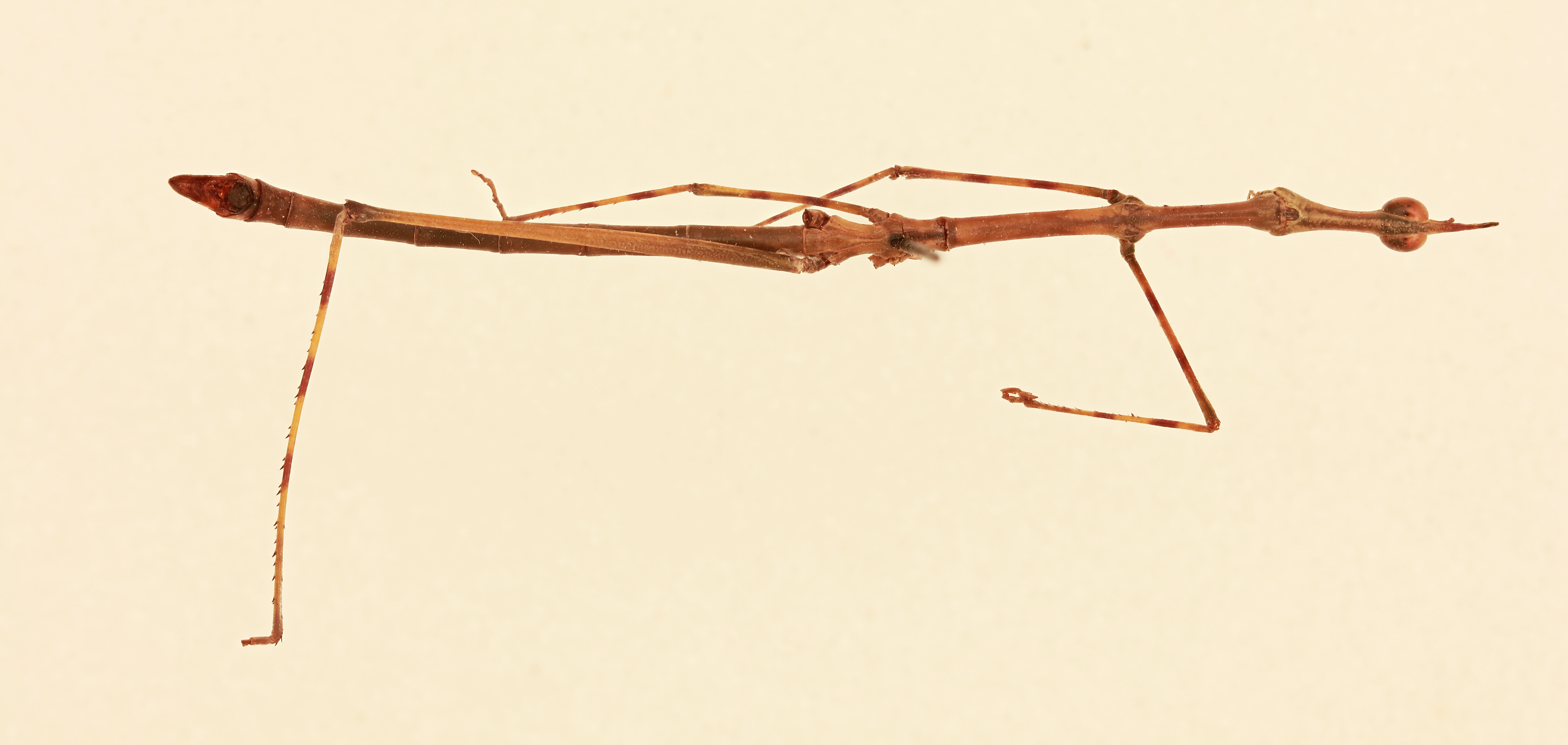 CollectionObject 1518080; b7226301-3784-4b70-9522-bfc0e14bdb74, NHMUK015982197: male, dorsal view (holotype). (CollectionObject).