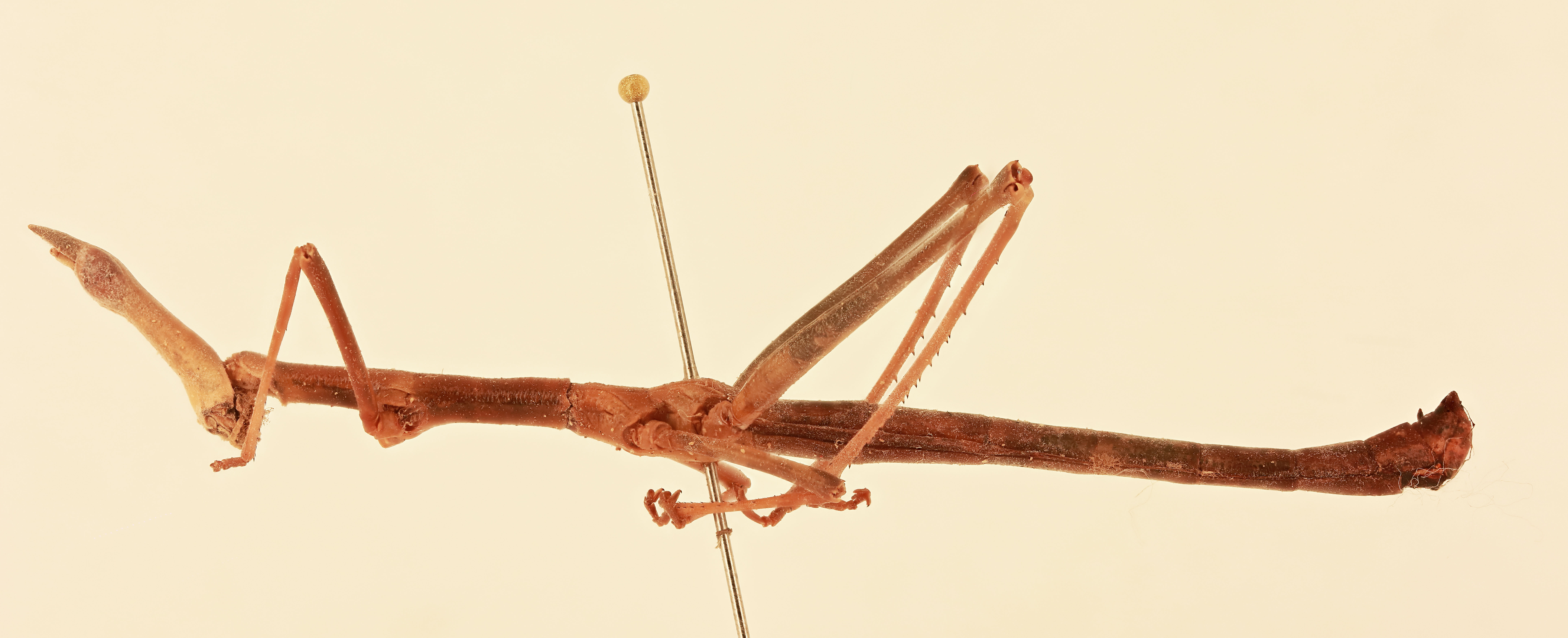 CollectionObject 1518083; 442650f1-e950-4674-a3a3-b02cfe12303f, NHMUK015982190: male, lateral view (holotype). (CollectionObject).