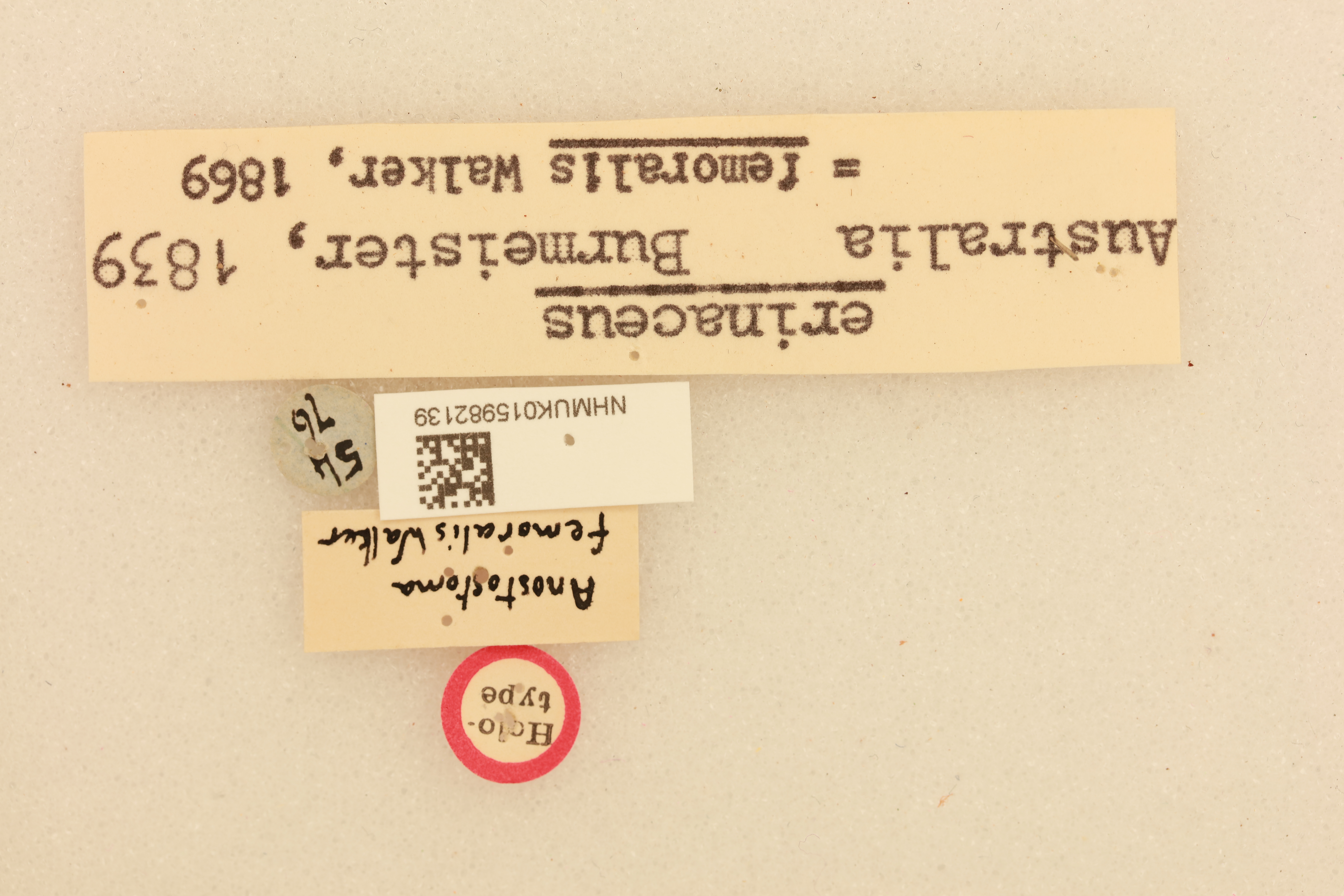 CollectionObject 2073390; 8d4105e8-07eb-46b2-a6ee-8f9cf3f72a97, NHMUK015982139: labels (holotype). (CollectionObject).