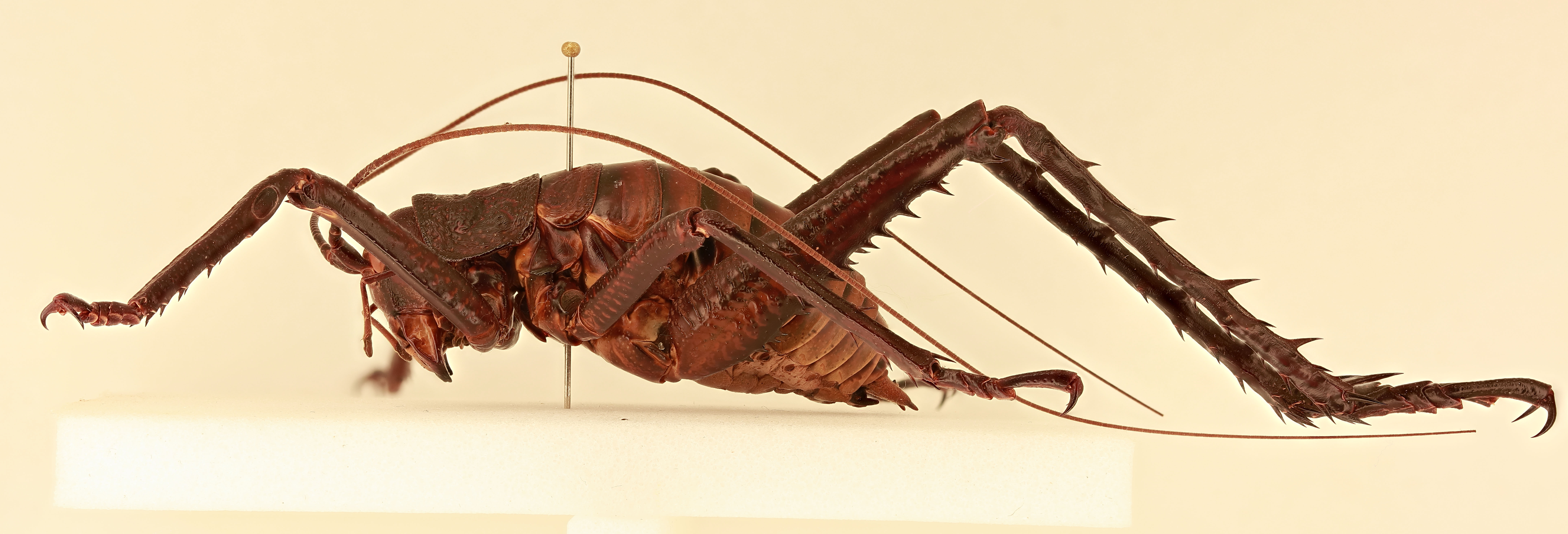 CollectionObject 1516681; 22d98bc5-6451-4ee4-81ee-5c4889ae2f64, NHMUK015982132: laterl view (holotype). (CollectionObject).