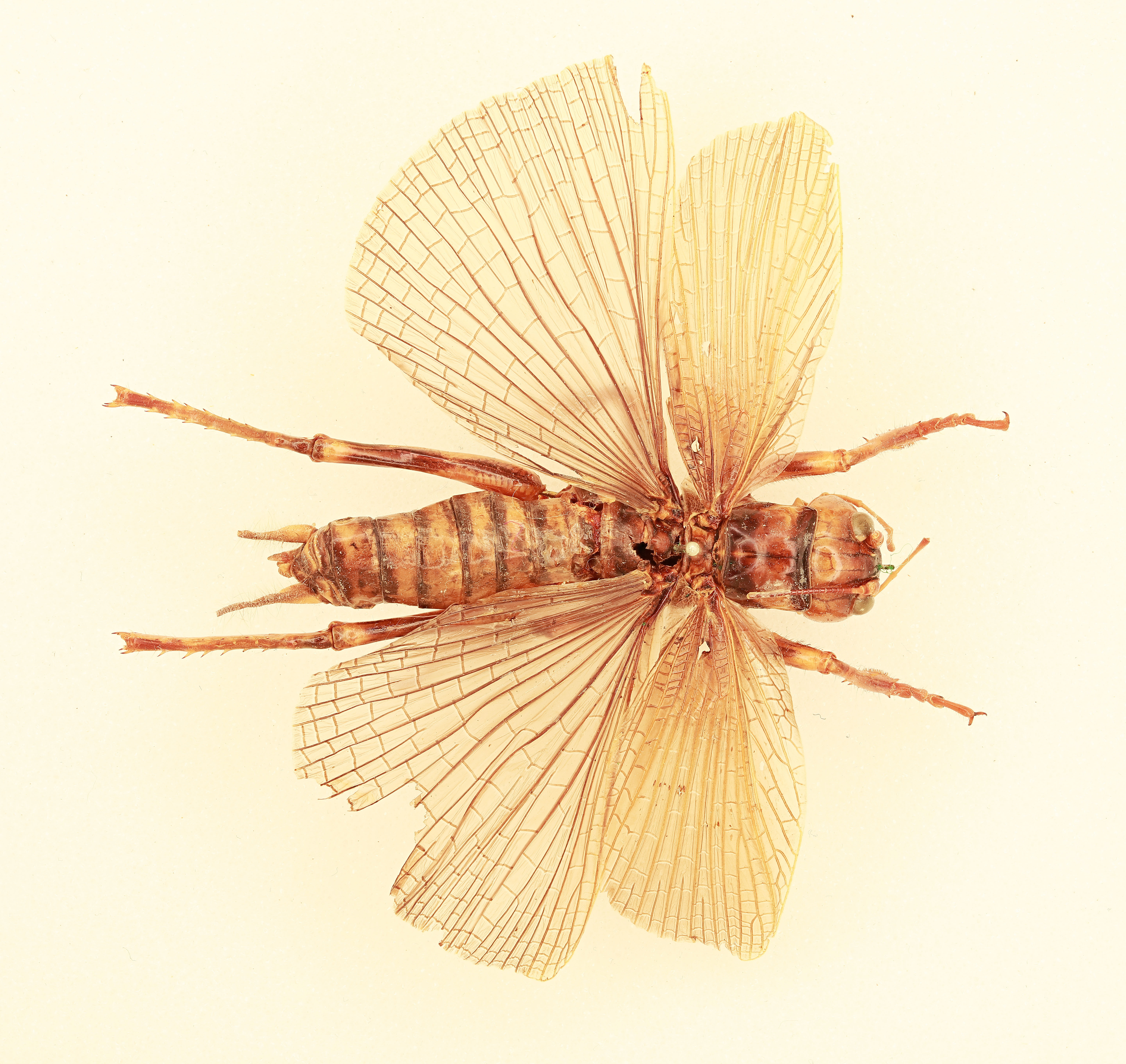 CollectionObject 1516682; 14c6946b-4b8f-4bd3-87c3-083cb27c9219, NHMUK015982138: male, dorsal view (holotype). (CollectionObject).