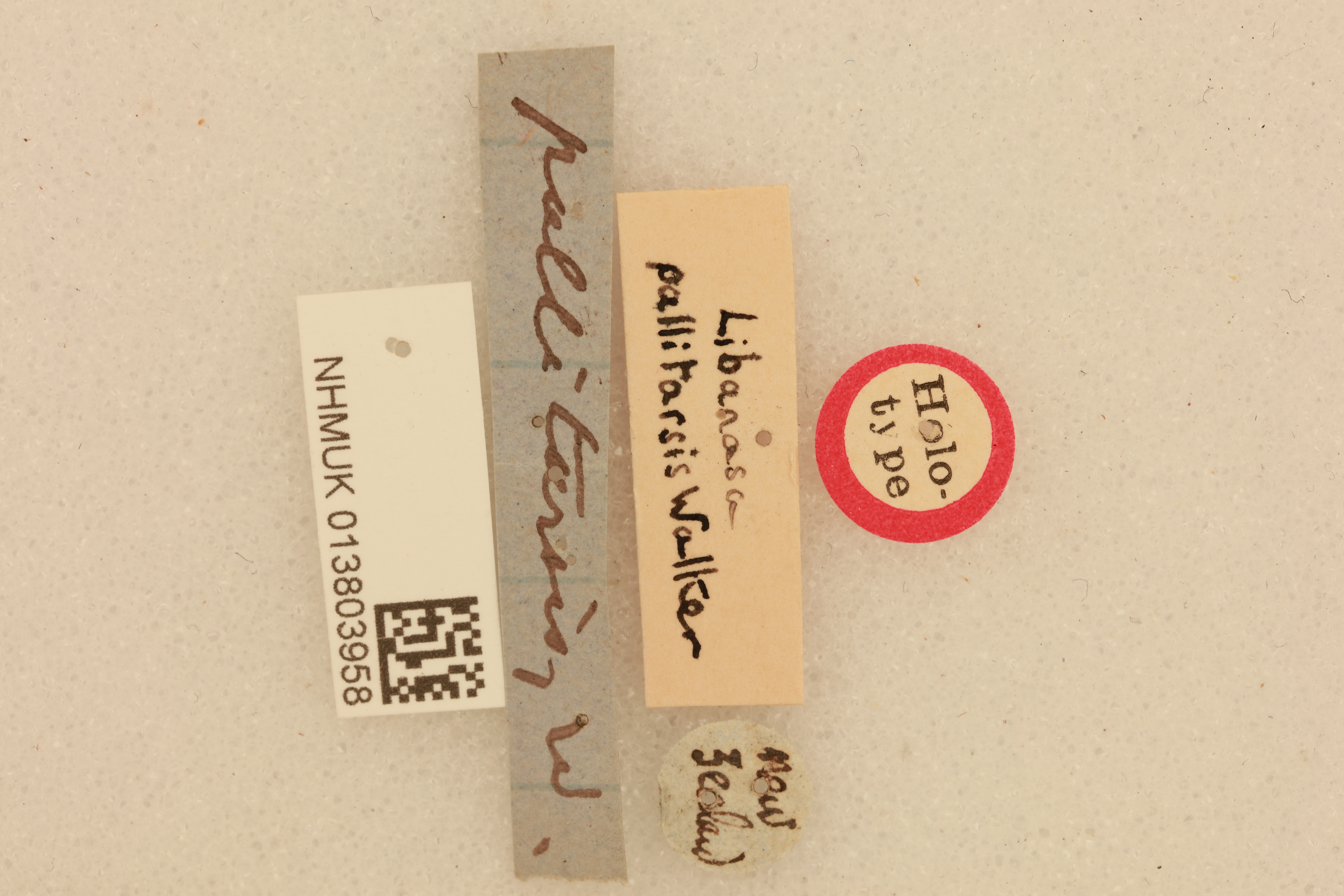 CollectionObject 1516671; 4c383a6a-31f5-4992-8038-b3deb9e1f0eb, NHMUK013803958: labels (holotype). (CollectionObject).