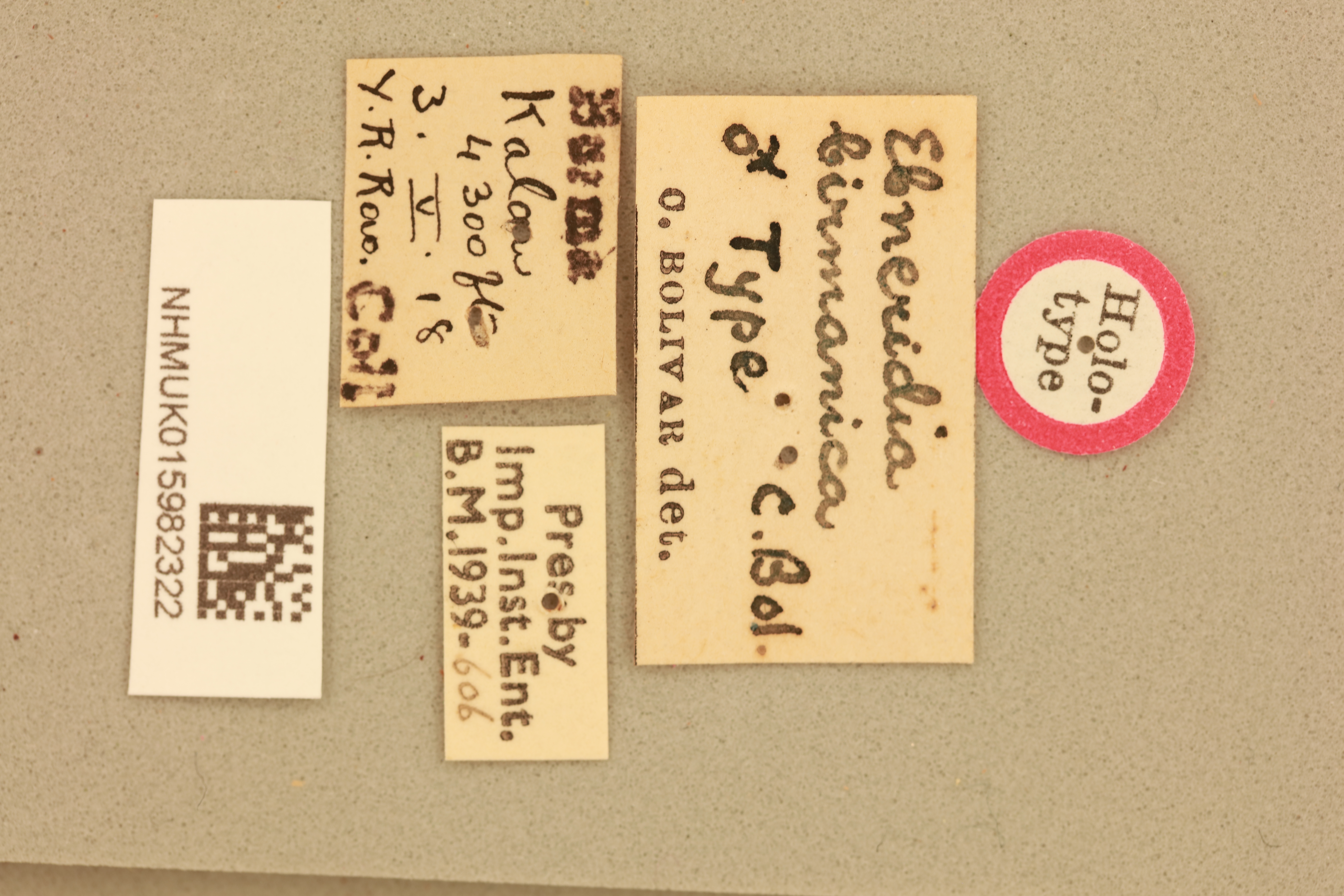 CollectionObject 1520672; 71c963d3-50c7-4d80-b297-6fa1a7c77957, NHMUK015982322: labels (holotype). (CollectionObject).