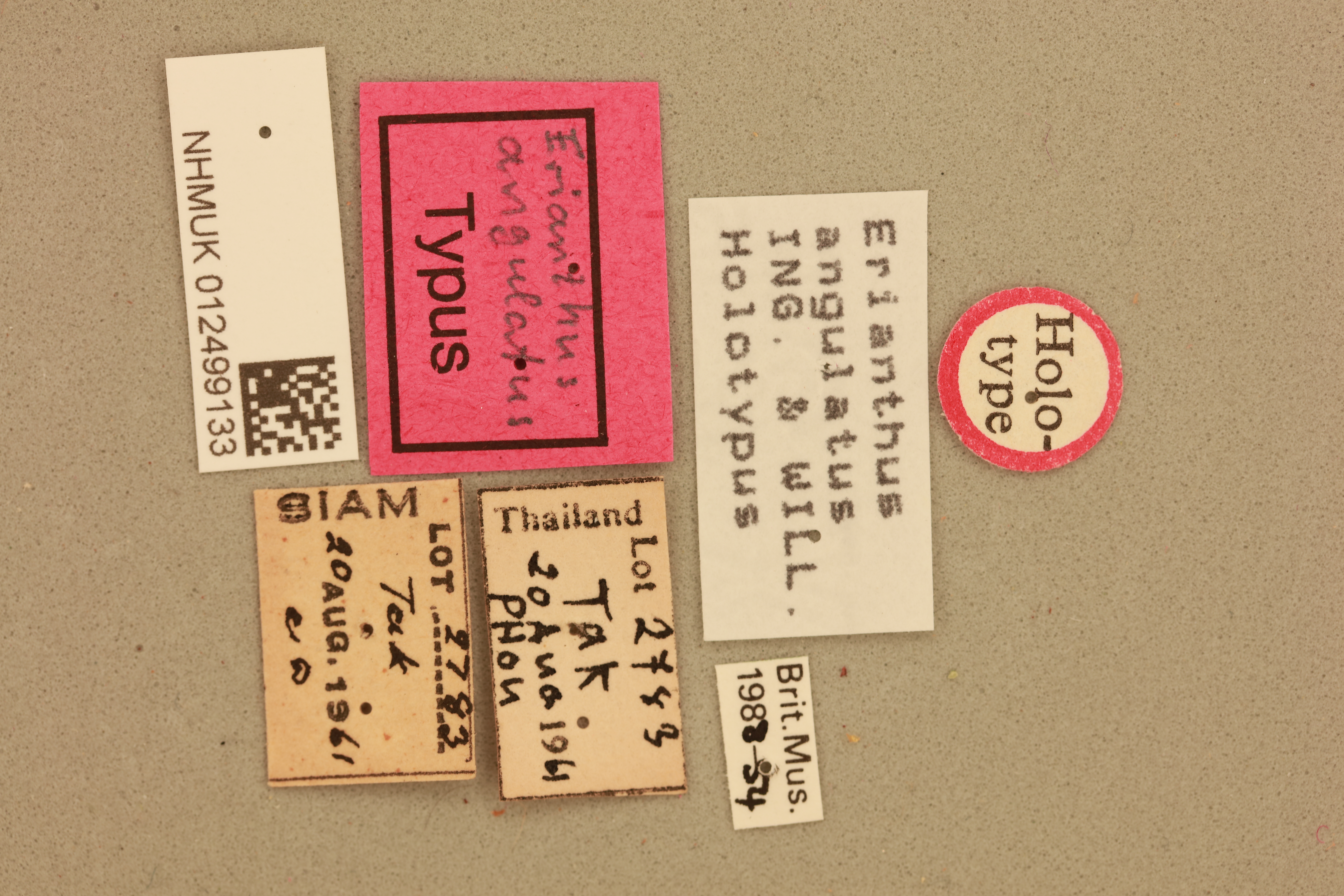 CollectionObject 1518115; 38bcf359-b49f-4dae-8e8c-2bfb96a13b7e, NHMUK012499133: labels (holotype). (CollectionObject).