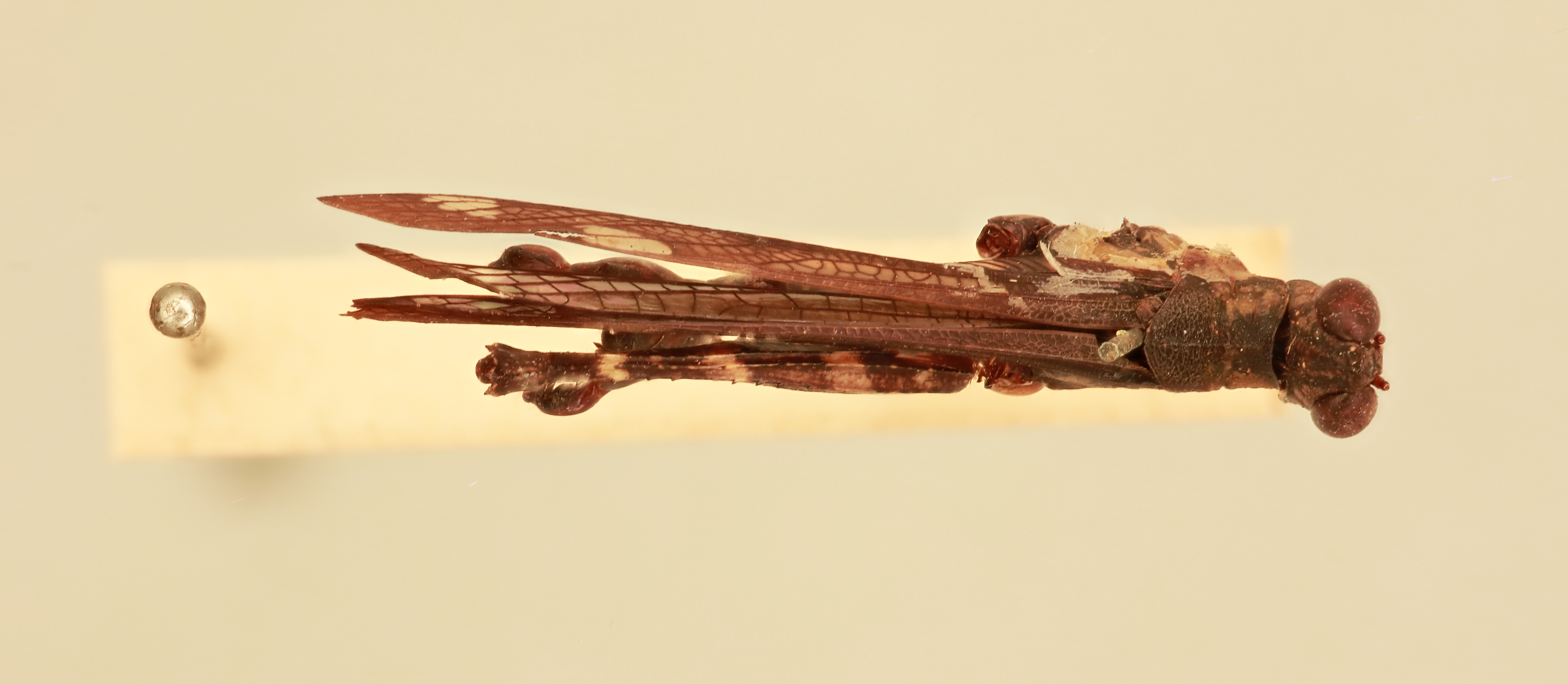 CollectionObject 1518116; ffcfacb3-7a9b-4ee3-9a81-2f826df70910, NHMUK015982262: male, dorsal view (holotype). (CollectionObject).