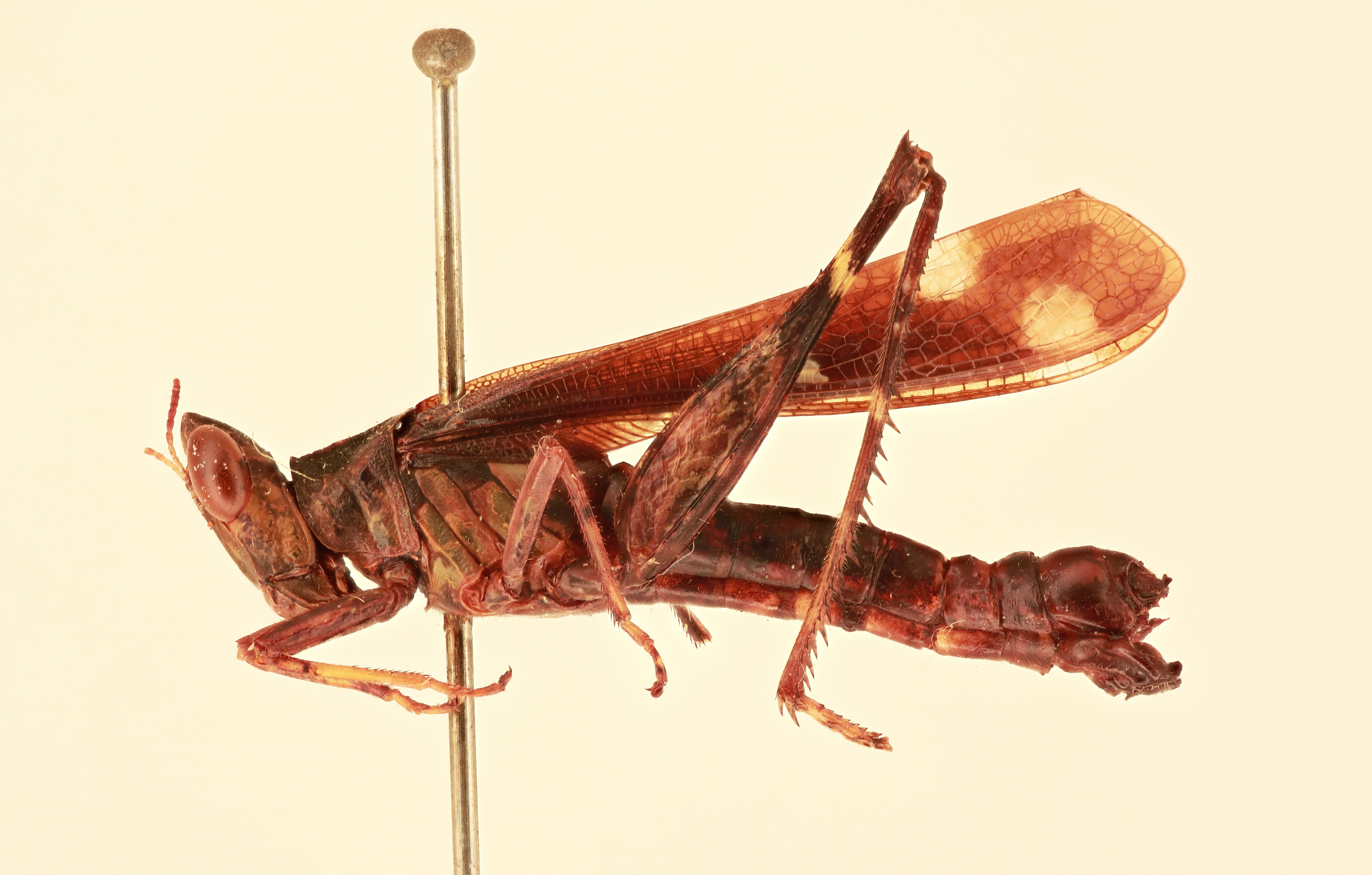 CollectionObject 1518118; 61e71273-6aa4-4156-81b8-79237f2578ff, NHMUK012499111: male, lateral view (holotype). (CollectionObject).