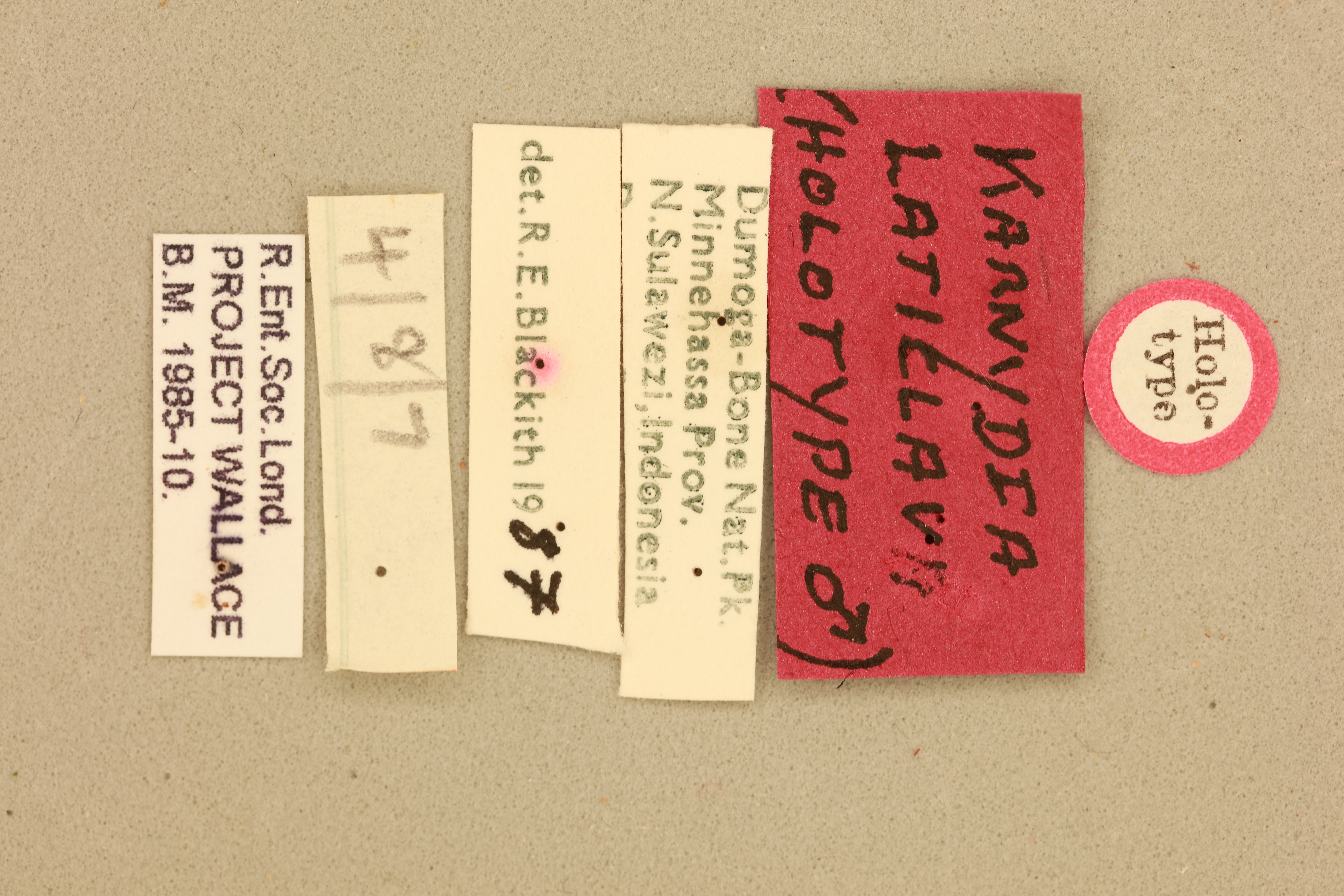 CollectionObject 1518125; e00ffdc6-6e83-4380-b02a-c0afce4d6fc8: labels (holotype). (CollectionObject).