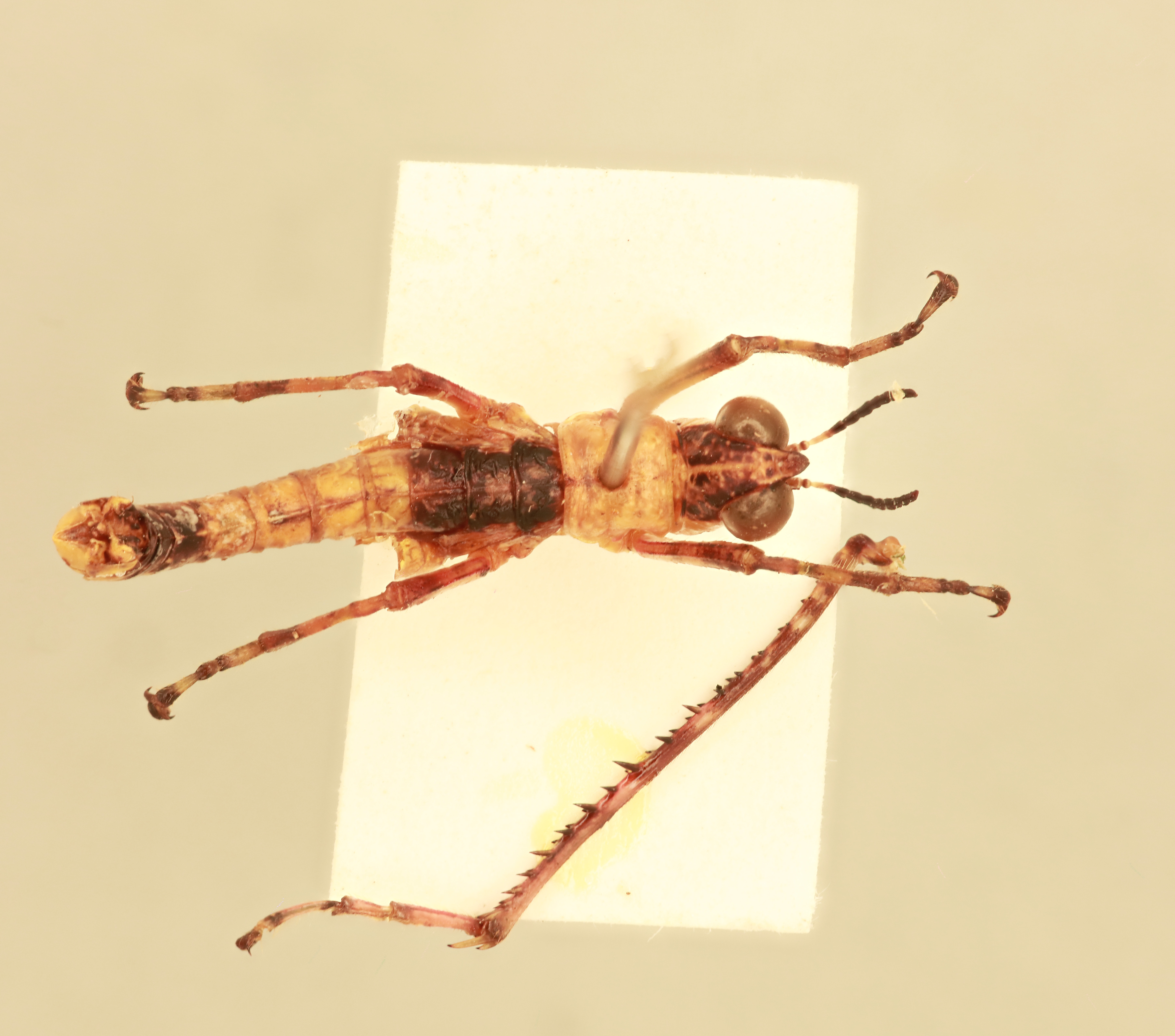 CollectionObject 1518126; 4df0a4a3-ca0e-4b7c-880a-8c8c5b5e4d25, NHMUK15982209: male, dorsal view (holotype). (CollectionObject).