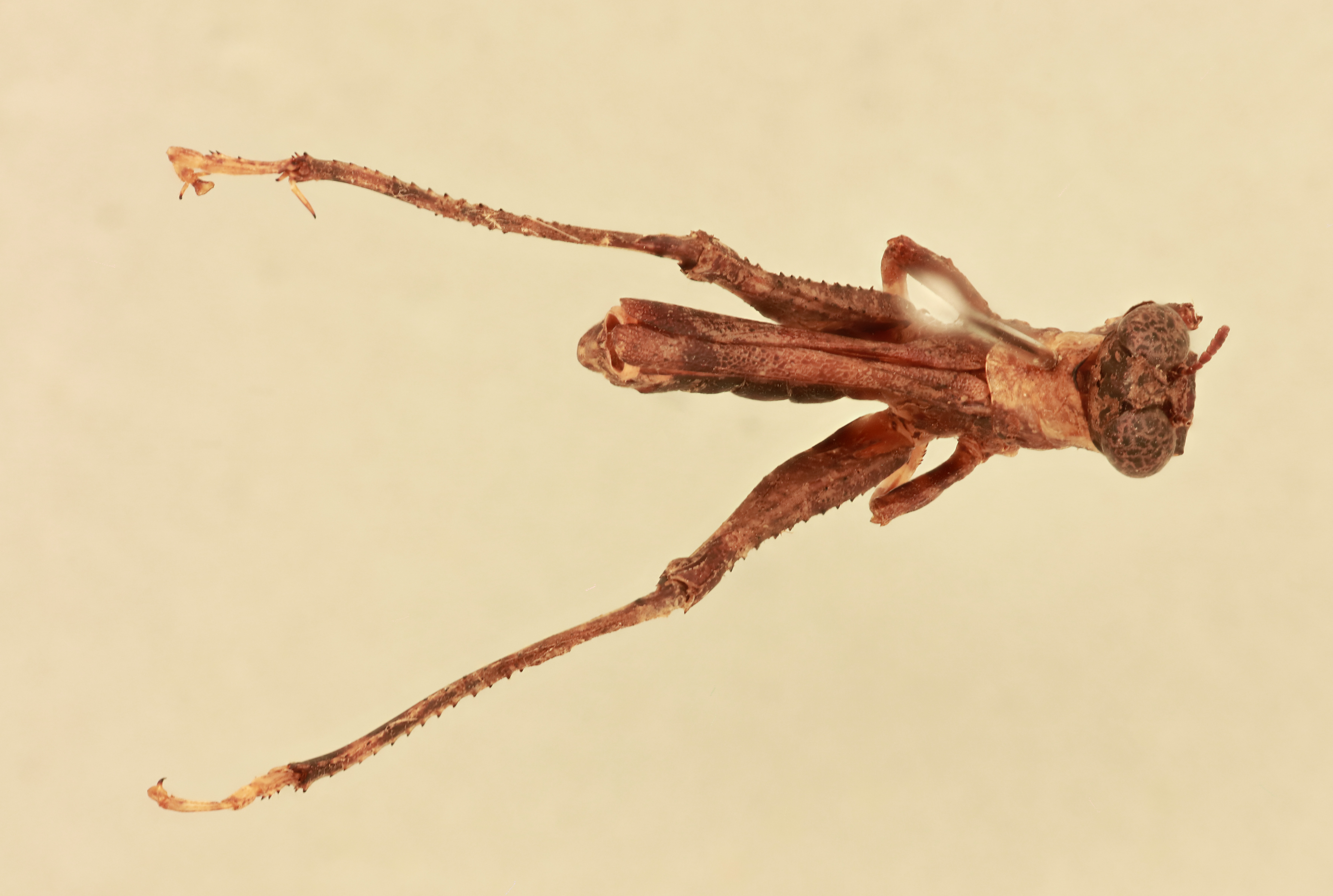 CollectionObject 1518131; 864cdfb1-f7b8-499c-a8b2-ed9f859db7c2, NHMUK015982228: male, dorsal view (holotype). (CollectionObject).
