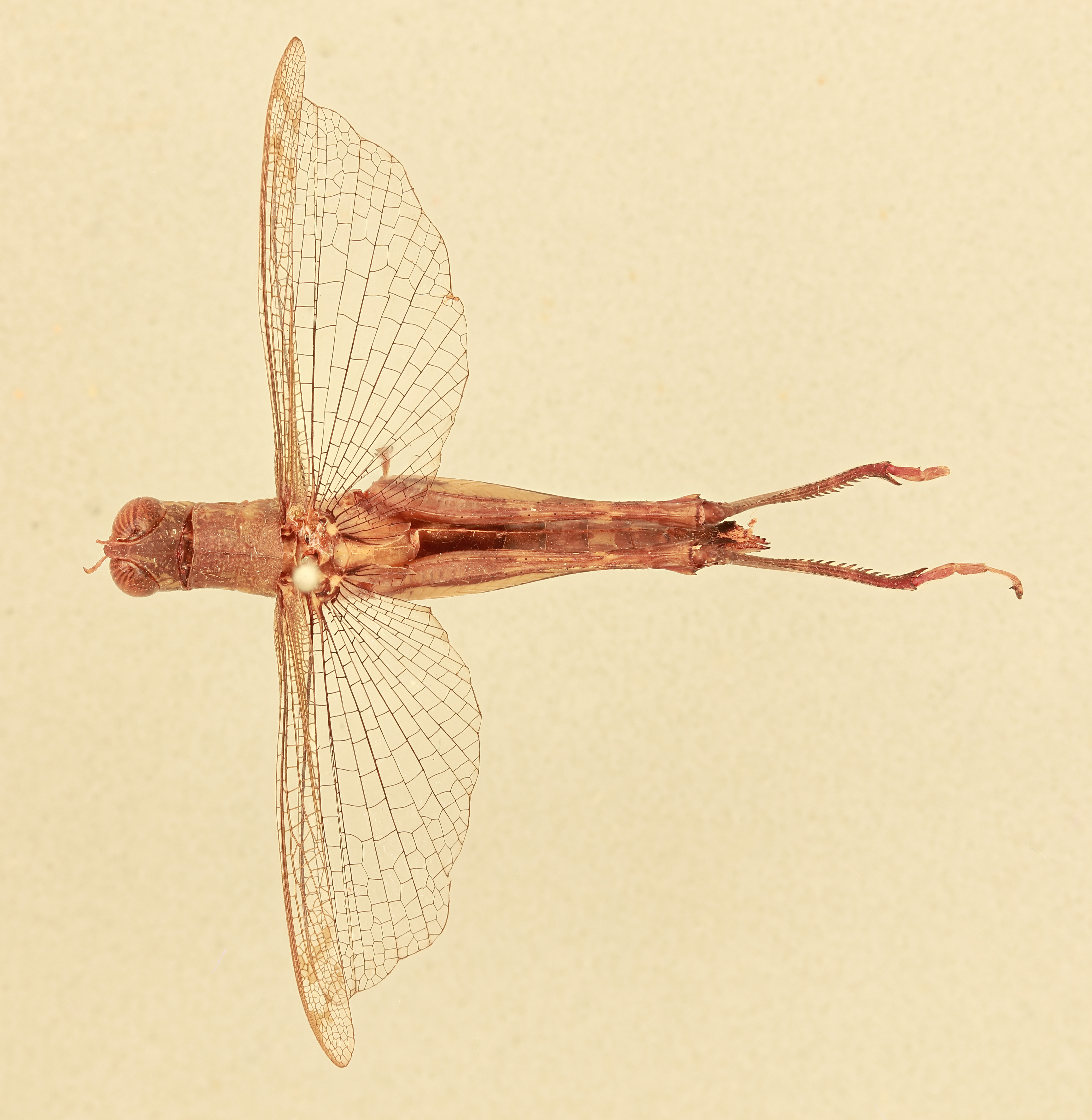 CollectionObject 1518132; 09f04c00-ca0c-4f53-bd10-d2f7ba5d5c3e, NHMUK012499122: female, dorsal view (holotype). (CollectionObject).
