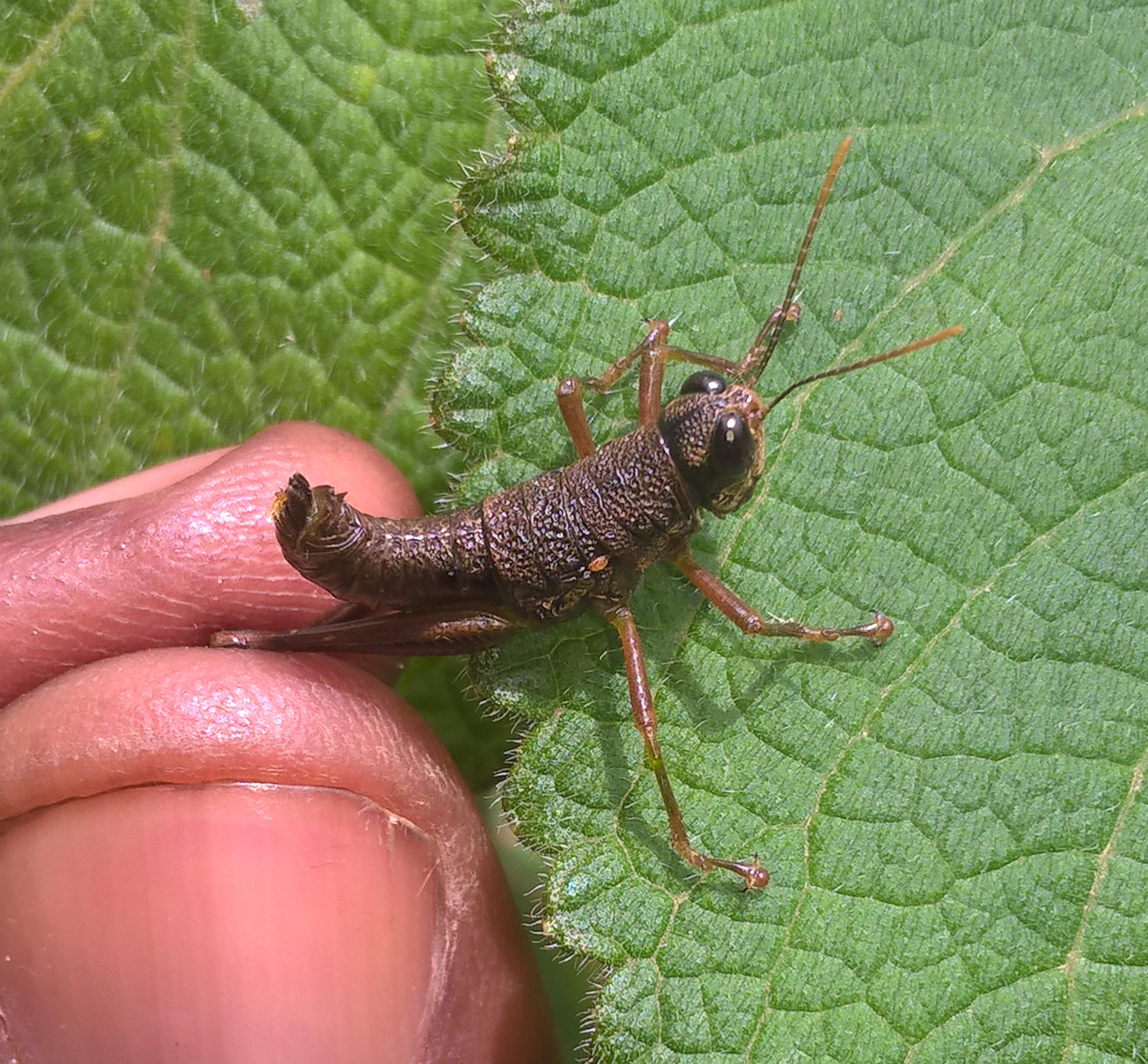 Parapterotiltus bamboutos Oumarou-Ngoute & Rowell, 2024: from Mount Bamboutos (5°43'60"N, 10° 4’ 0’’ E, altitude 2400 m), Cameroon. Oumarou-Ngoute's photo of Parapterotiltus bamboutos Oumarou-Ngoute and Rowell 2024, female; dorsal view, from Mount Bamboutos (5°43'60"N, 10° 4’ 0’’ E, altitude 2400 m), Cameroon, MfN; 14-X-2017. (Otu).