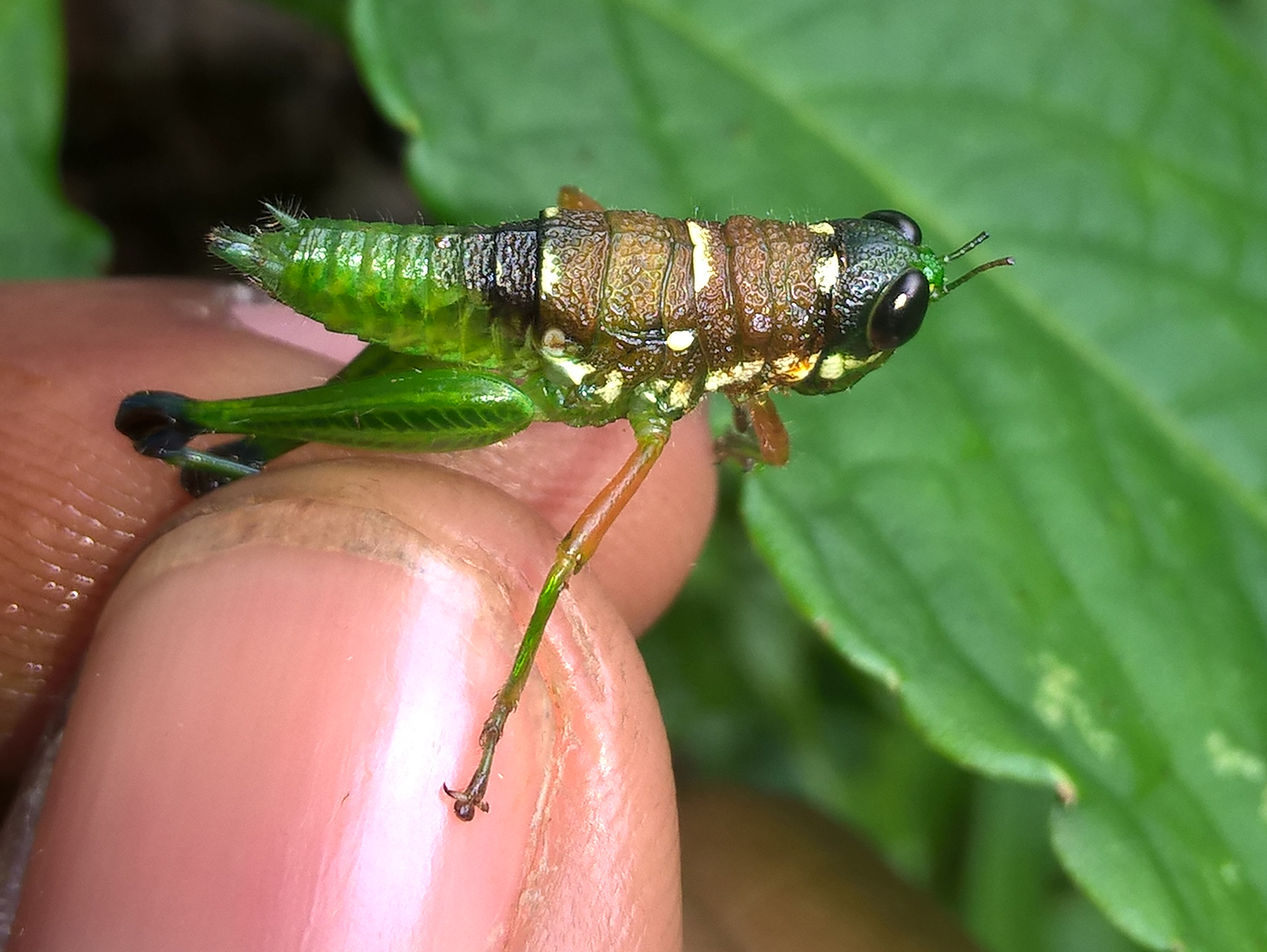 Parapterotiltus minimoides Oumarou-Ngoute & Rowell, 2024: Bangangté (5°09'030"N, 10°31'58"E), altitude 1325 m, Cameroon. Oumarou-Ngoute's photo of Parapterotiltus minimoides Oumarou-Ngoute and Rowell 2024, female; latero-dorsal view, from Bangangté (5°09'030"N, 10°31'58"E), altitude 1325 m, Cameroon; 13-X-2017. (Otu).