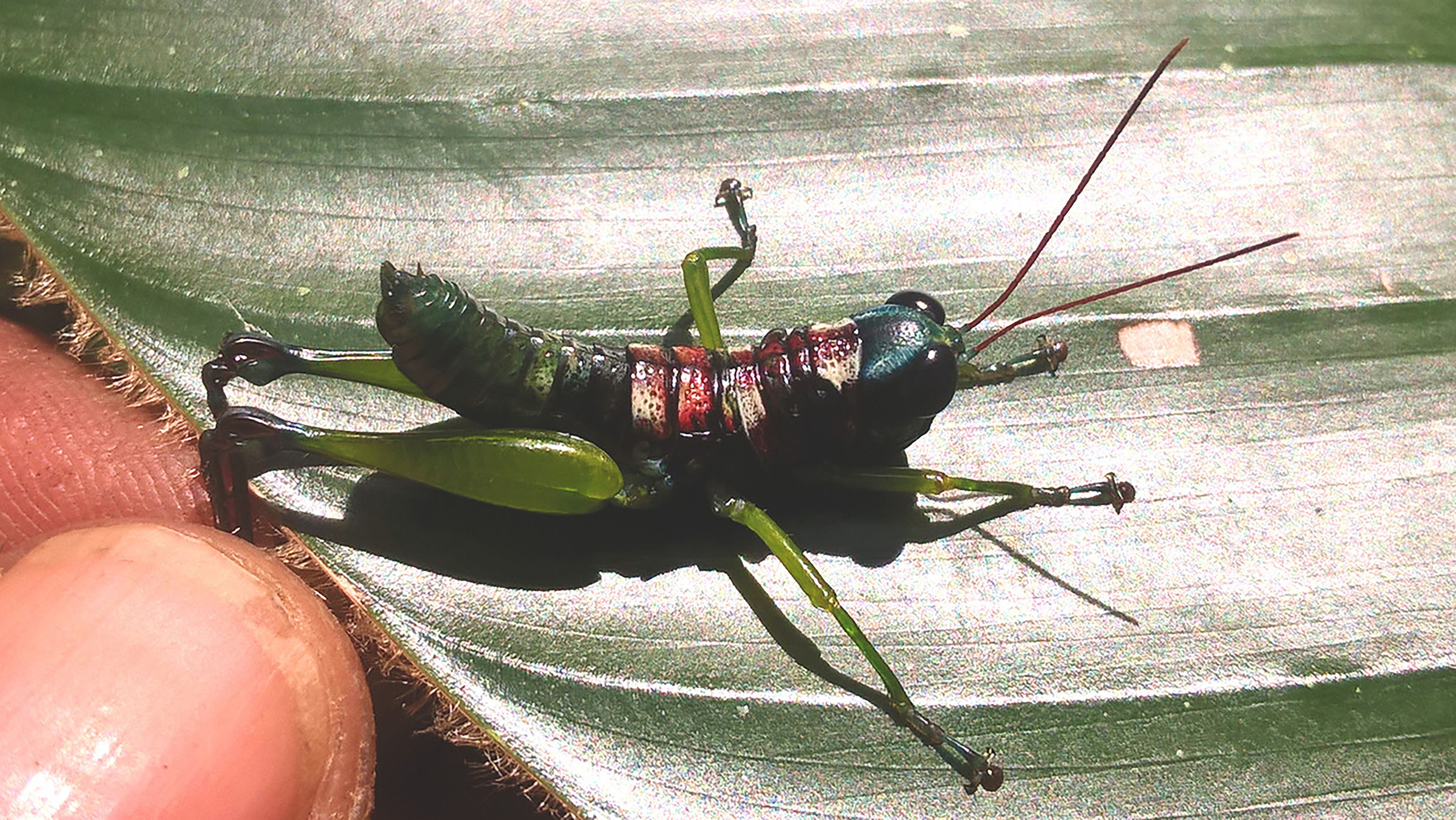Pterotiltus campoensis Oumarou-Ngoute & Rowell, 2024: Campo National Park (2°20'43"N, 9°59'28"E, altitude 5 m), South Cameroon. Oumarou-Ngoute's photo of Pterotiltus campoensis Oumarou-Ngoute and Rowell 2024, female; dorsal view, from Campo National Park (2°20'43"N, 9°59'28"E, altitude 5 m), MfN, South Cameroon; 10-XI-2017. (Otu).
