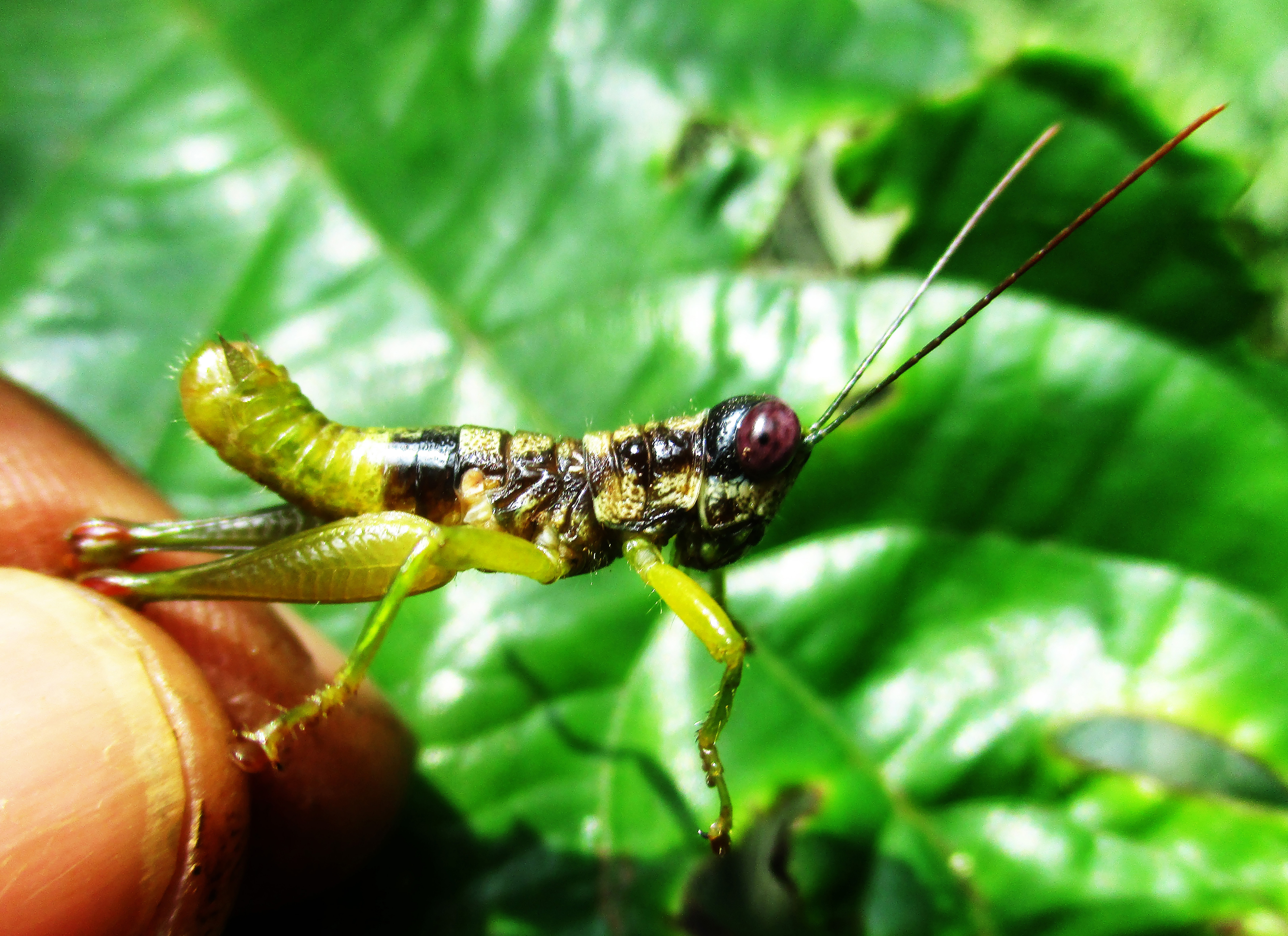 Pterotiltus ngoylaensis Oumarou-Ngoute & Rowell, 2024: Nki National Park (2°29'58"N, 14°23'36"E, altitude 510 m), Cameroon,. Oumarou-Ngoute's photo of Pterotiltus ngoylaensis Oumarou-Ngoute and Rowell 2024, male, lateral view, from Ngoyla, Nki National Park (2°29'58"N, 14°23'36"E, altitude 510 m), Cameroon, MfN; 12-VII-2021. (Otu).