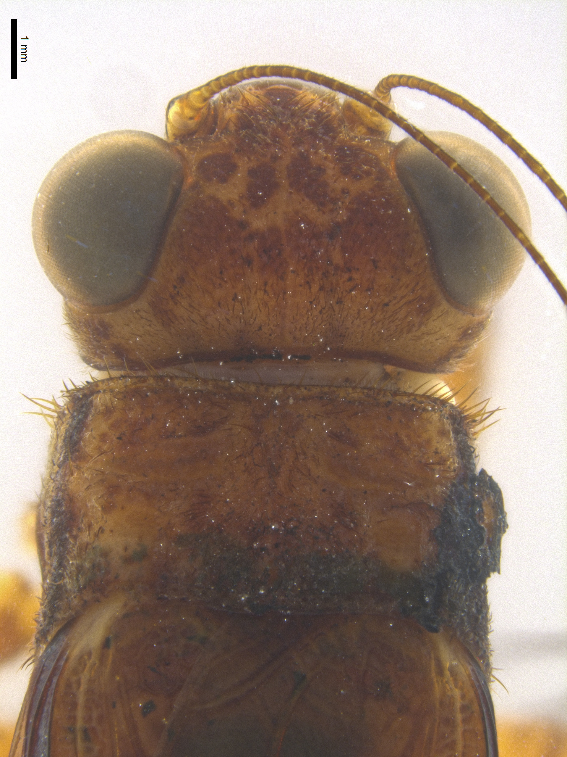 CollectionObject 2072286; 72530b33-6efe-402f-9c9a-91e3605230a5: Male head and pronoto, dorsal view. (CollectionObject).