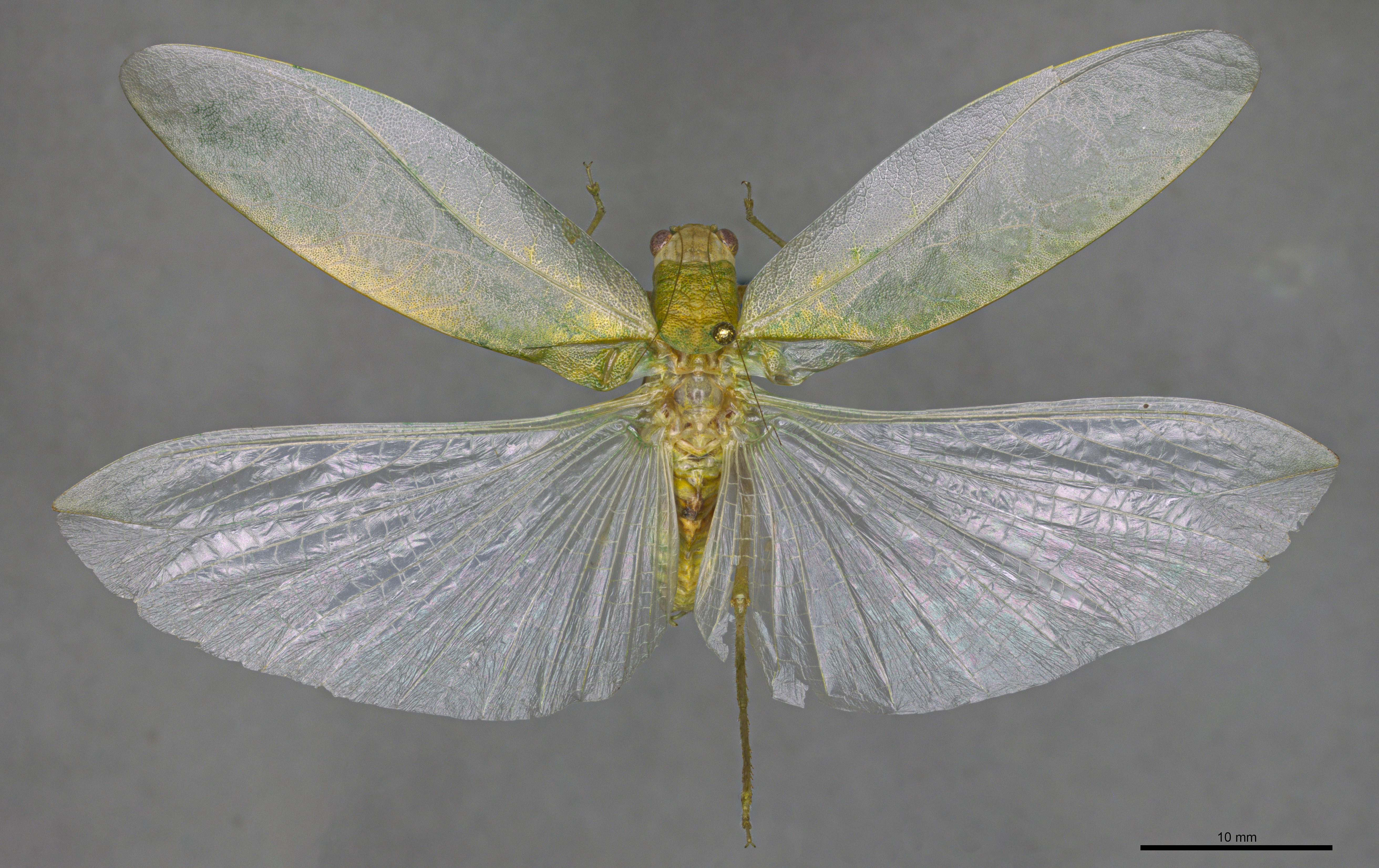 CollectionObject 2072458; da88e222-bf34-46c3-949c-177e28731c31: Holotype, male, dorsal view. (CollectionObject).