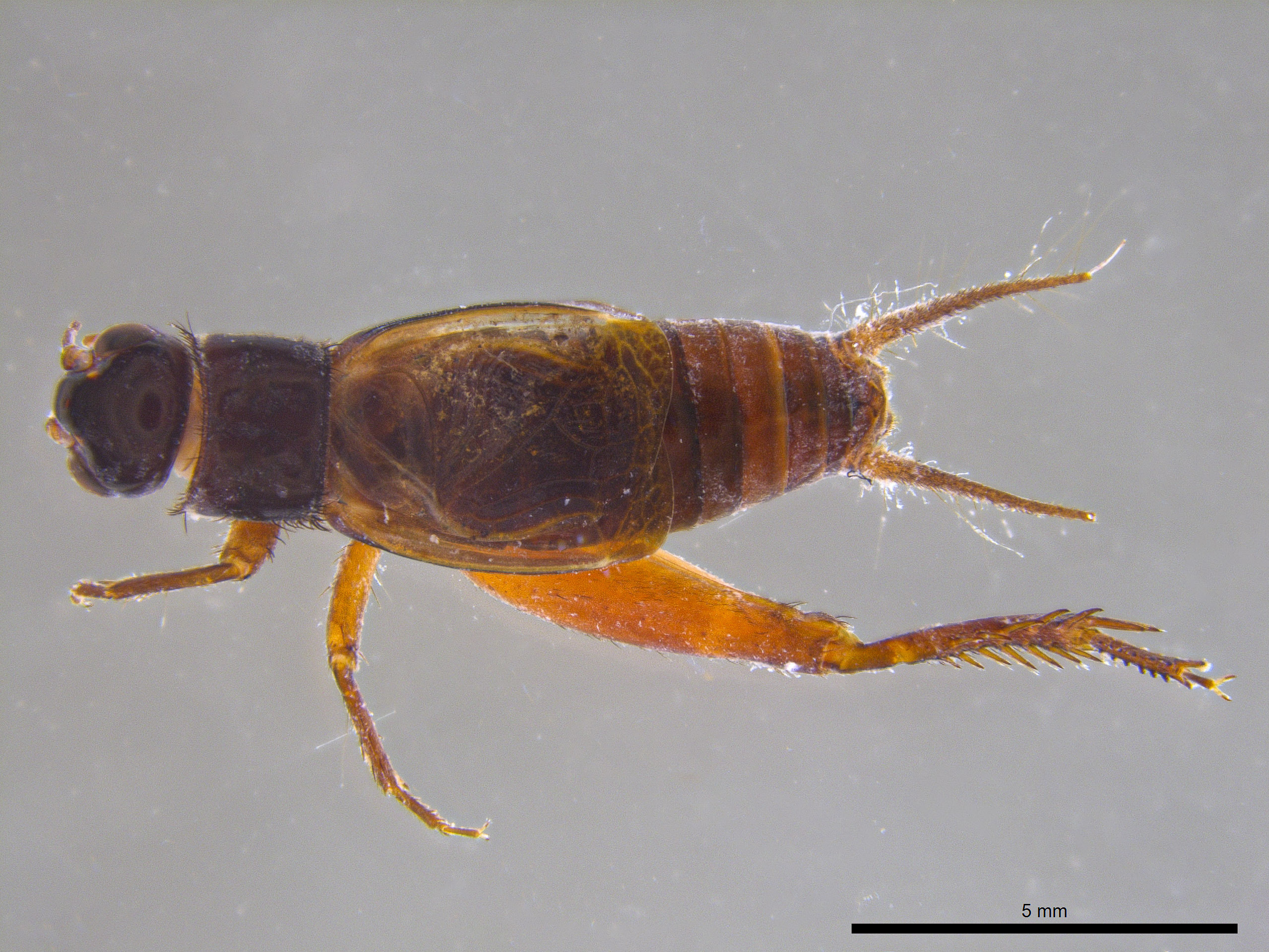 CollectionObject 1957676; 2e6ac685-c4ff-4ccf-a861-ba34bff4548a, MPEG.HEX 05050458: Holotype, male, dorsal view. (CollectionObject).