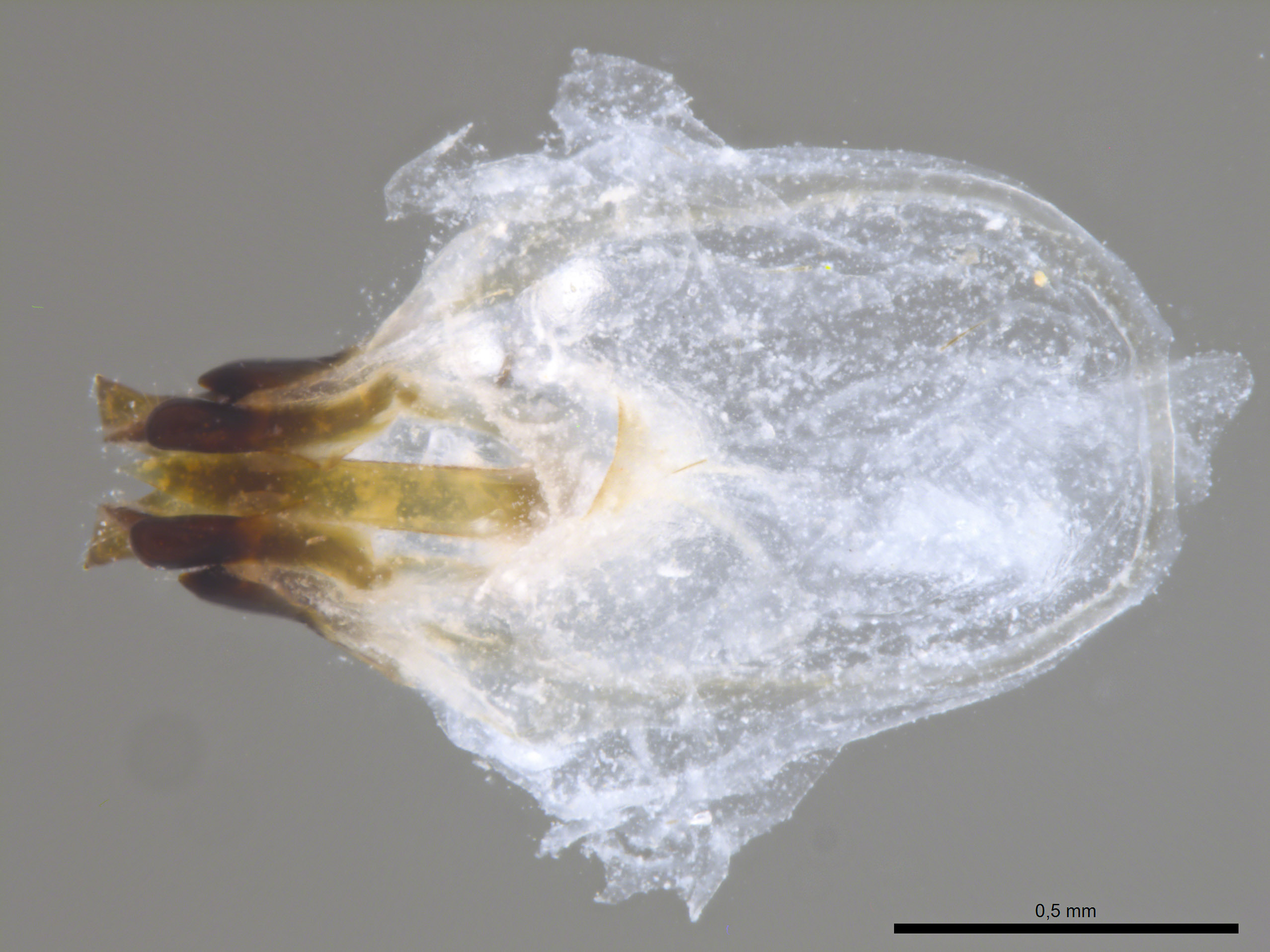 CollectionObject 1957684; dcc2d541-41b7-4c7c-a317-88dc6286385c, MPEG.HEX 05050461: Phallic complex, ventral view. (CollectionObject).