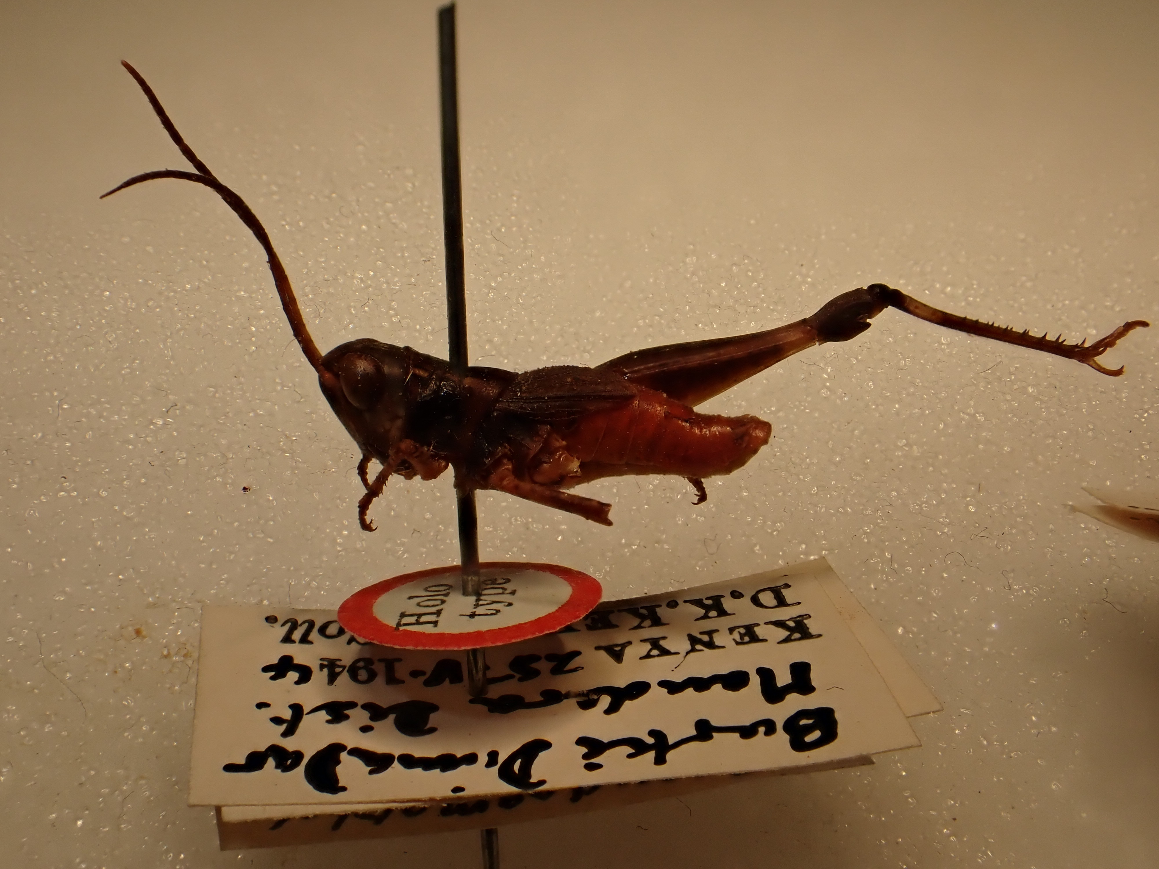 CollectionObject 1519341; d2fa1edc-42d8-44a6-a7e9-ddf7cb955e72: habitus, male (holotype). (CollectionObject).