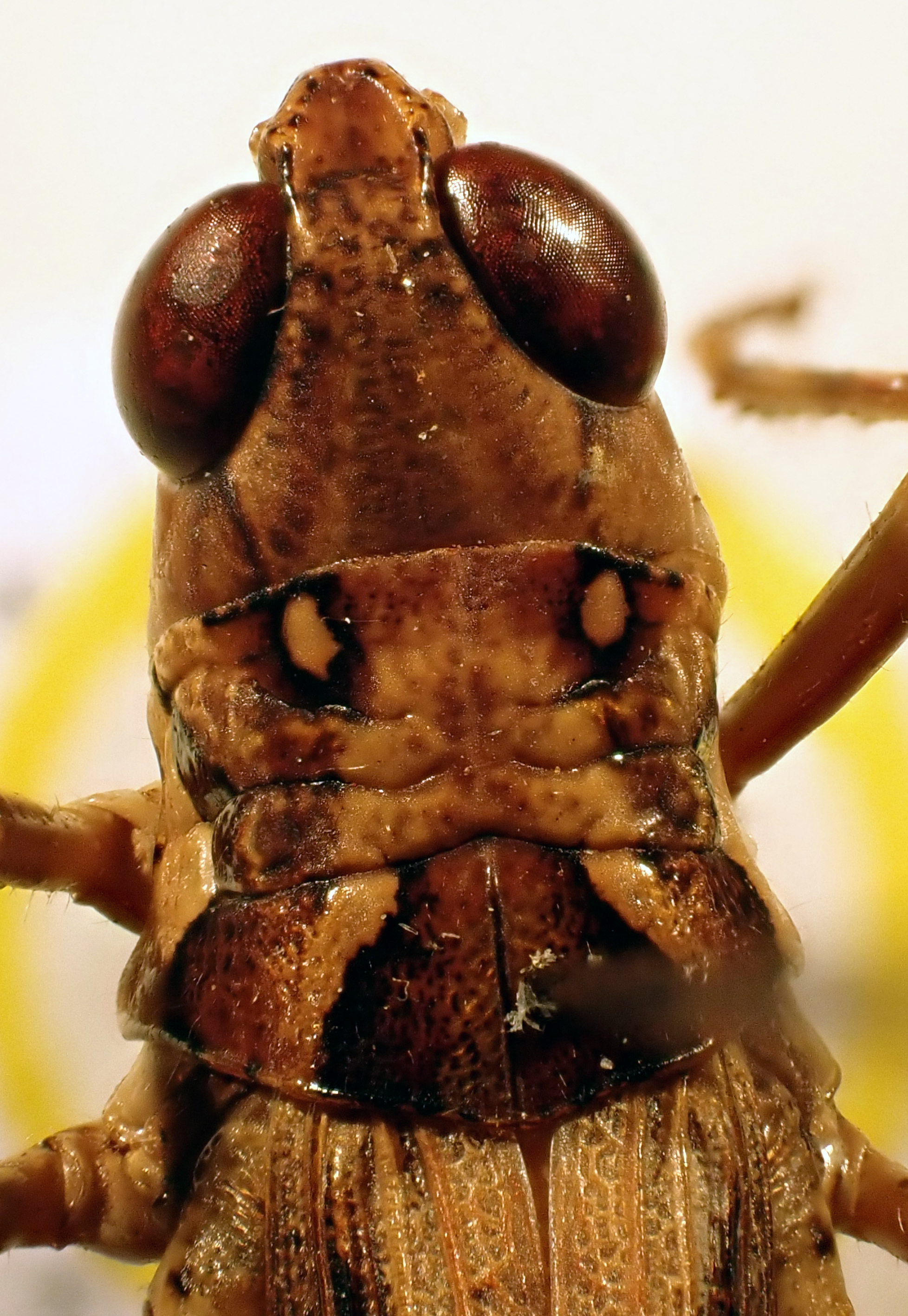 CollectionObject 1600449; f98eebda-0c4b-4a70-8a6c-45bd26ae46fe: pronotum, male (holotype). (CollectionObject).