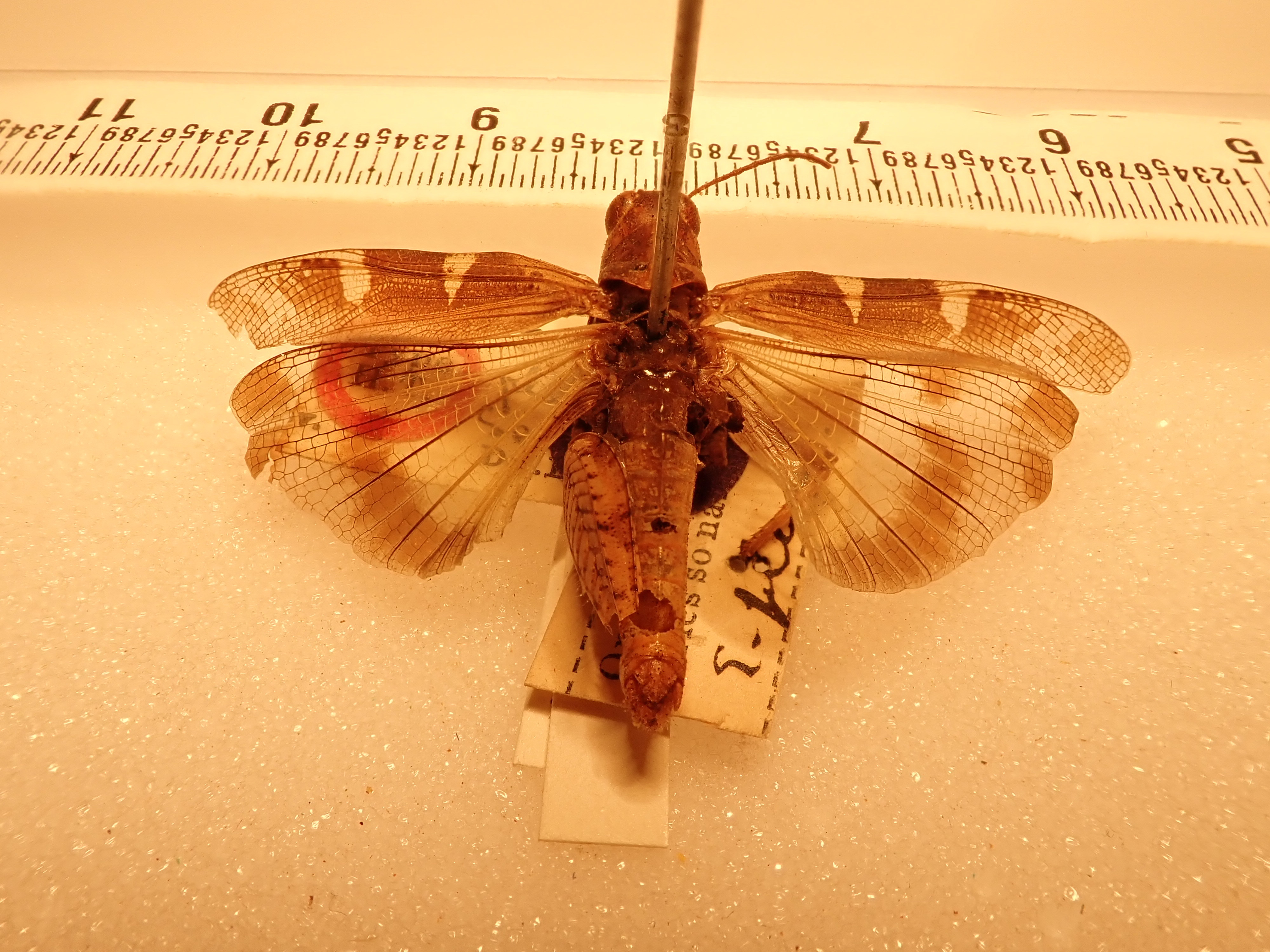 CollectionObject 2073485; f7fc983e-551e-4edd-a04f-3af6004a7e7c: dorsal view, male (holotype). (CollectionObject).